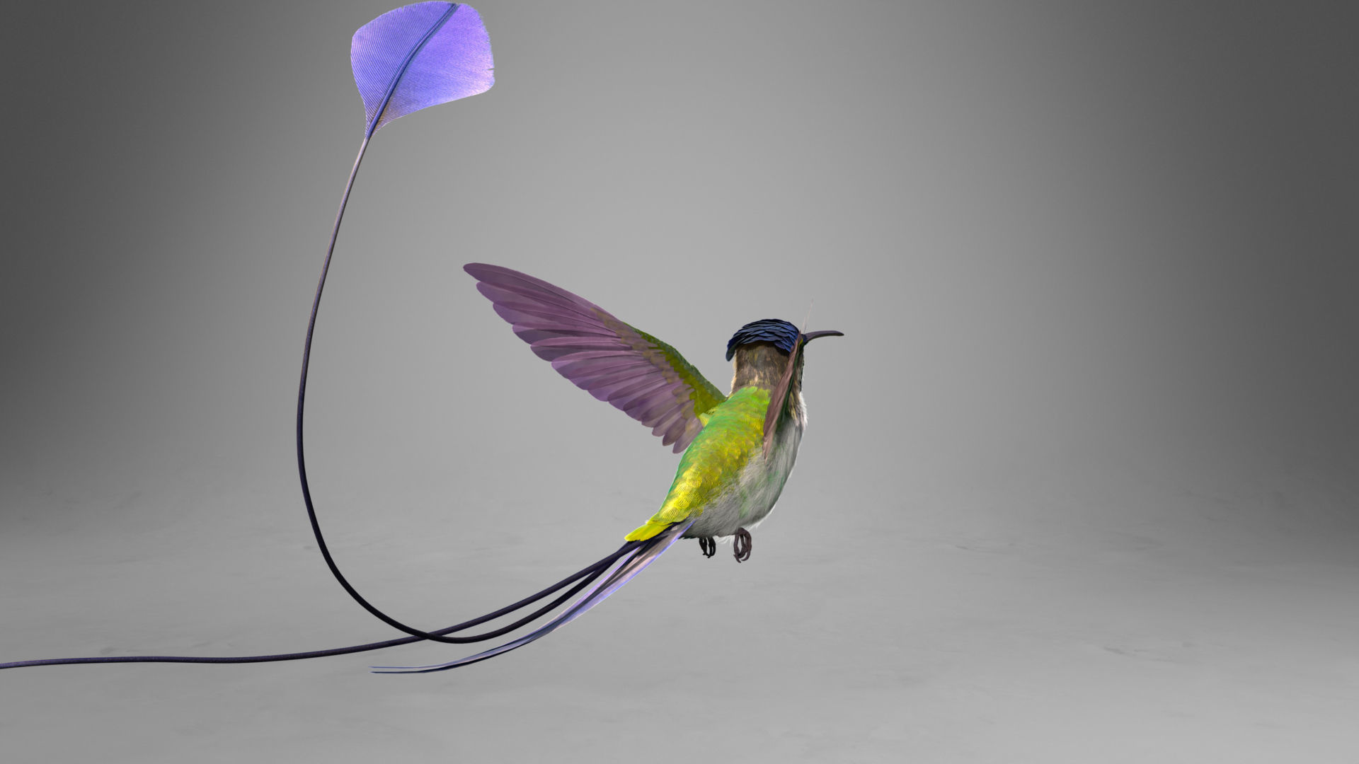 Hummingbird Animation VFX Grace 3D model_11