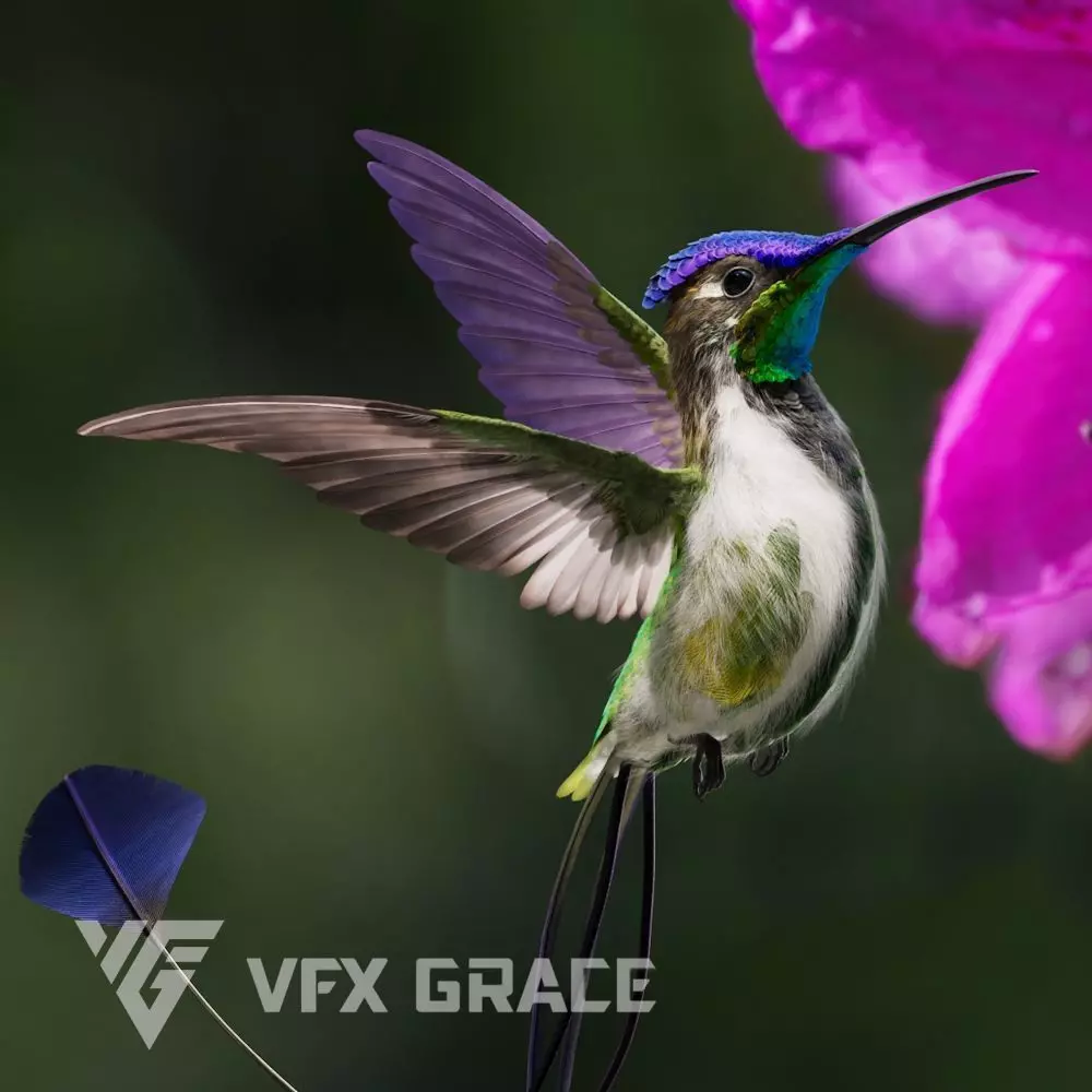 Hummingbird Animation VFX Grace 3D model_0