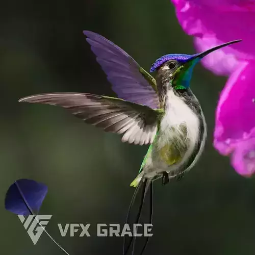 Hummingbird Animation VFX Grace 3D model