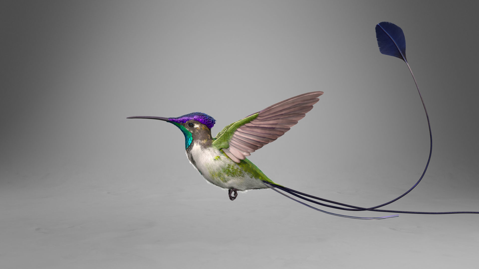 Hummingbird Animation VFX Grace 3D model_13