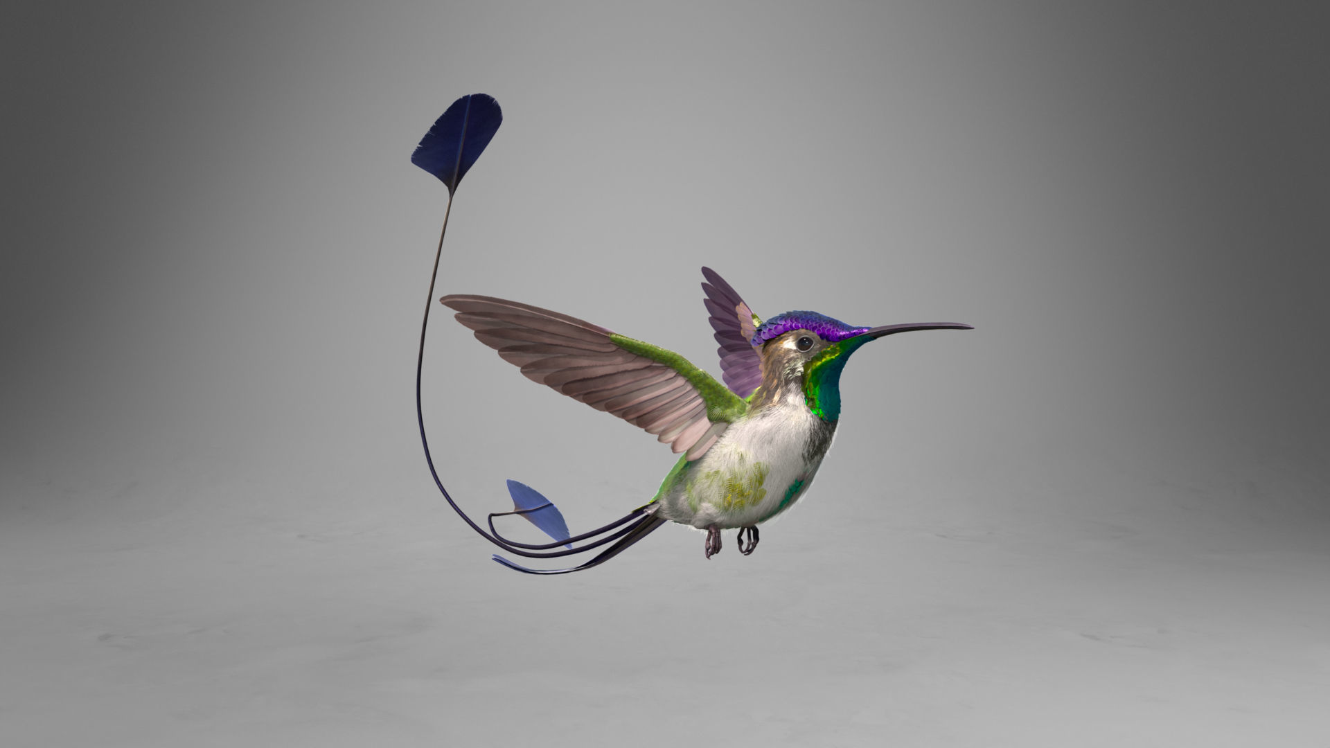 Hummingbird Animation VFX Grace 3D model_9