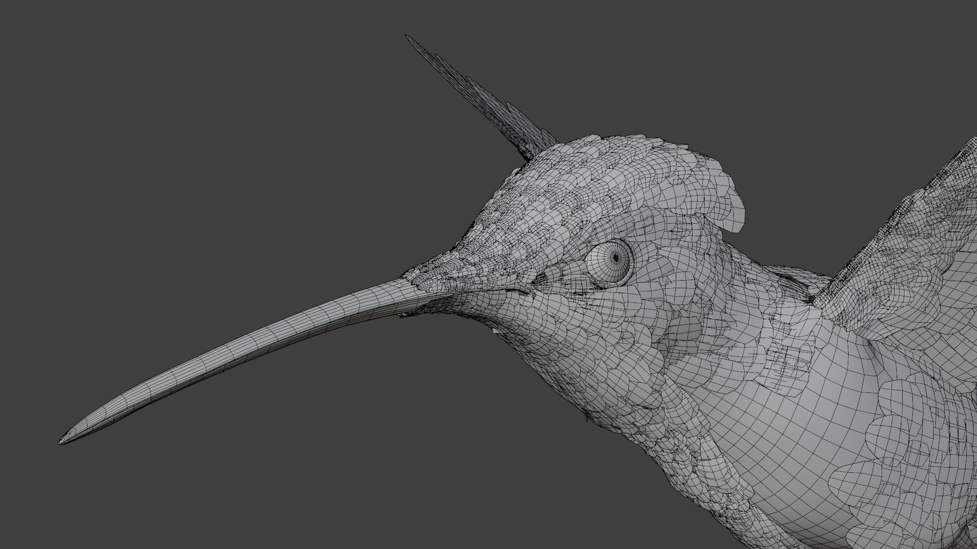 Hummingbird Animation VFX Grace 3D model_26