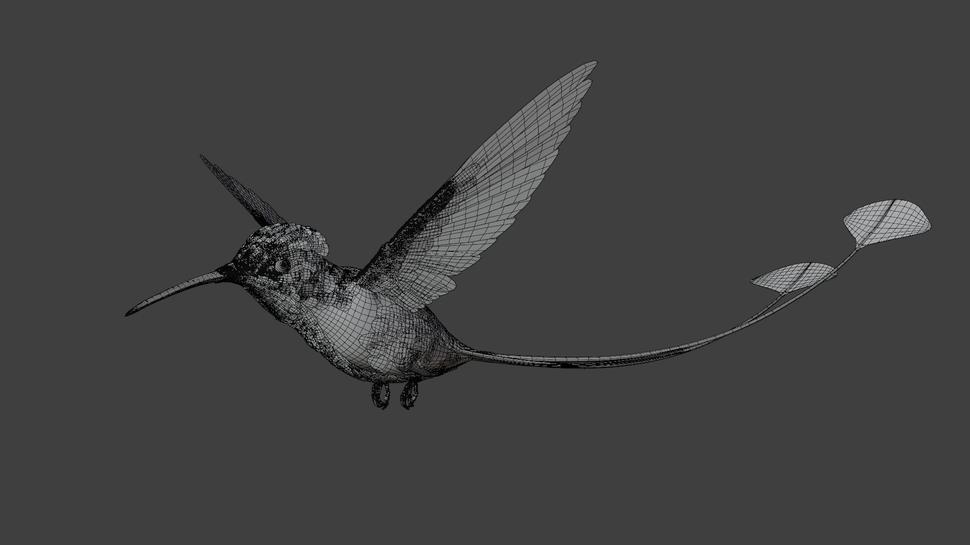Hummingbird Animation VFX Grace 3D model_23