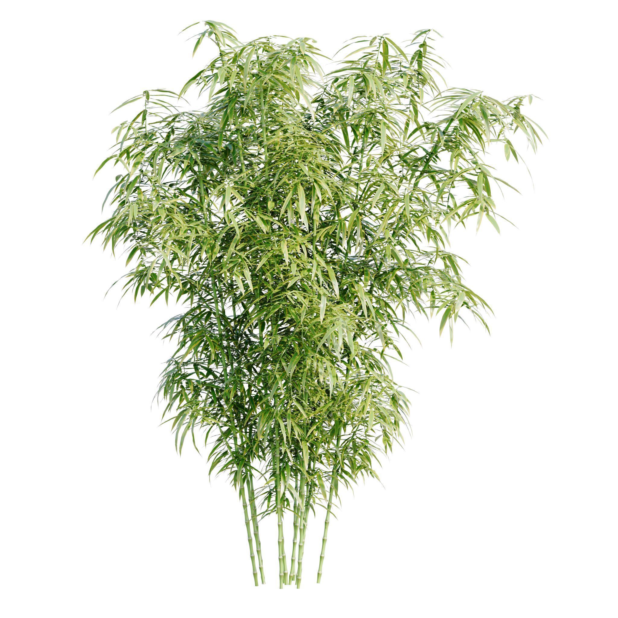 Bamboo Bush - 4K PBR Materials  Low-poly 3D model_4