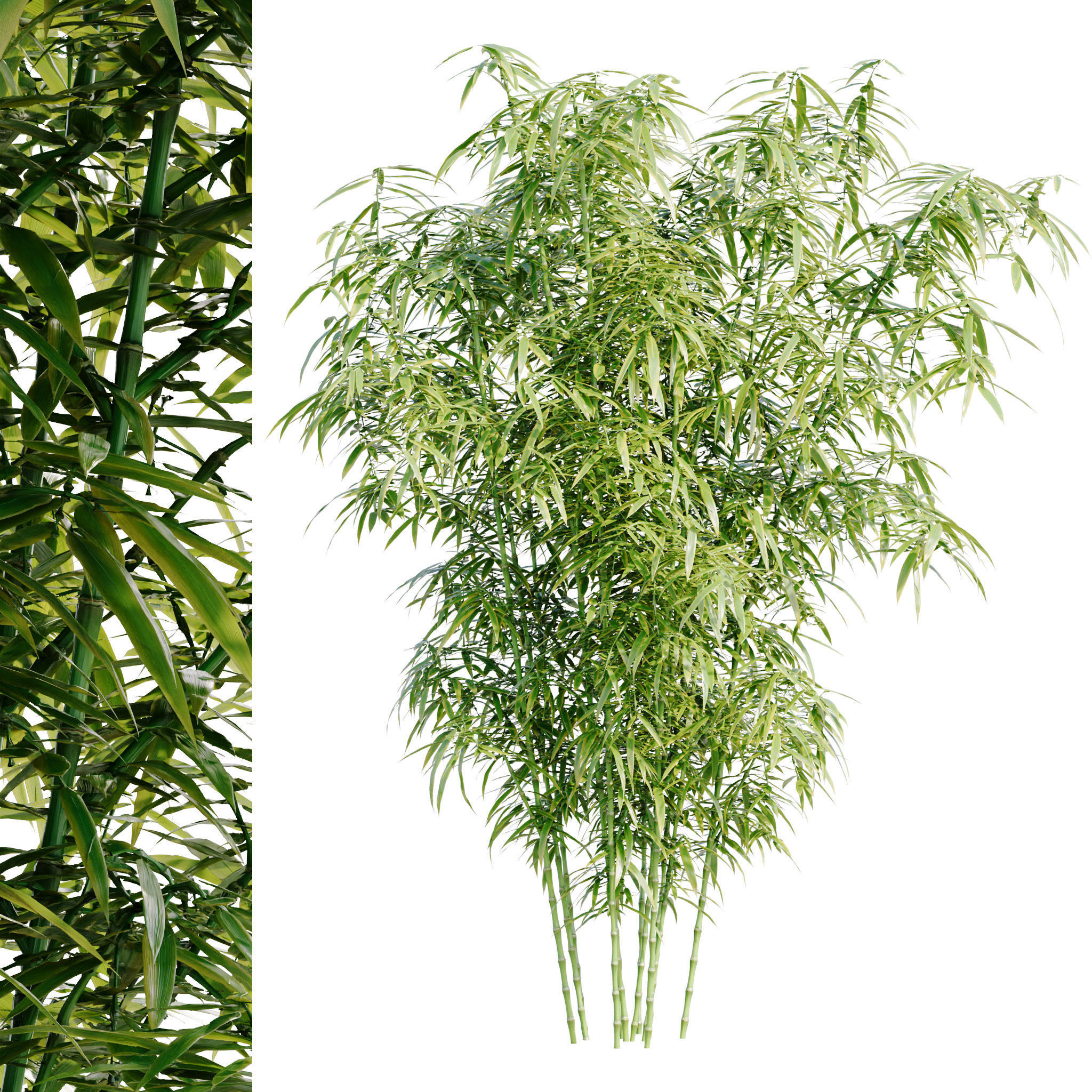 Bamboo Bush - 4K PBR Materials  Low-poly 3D model_3