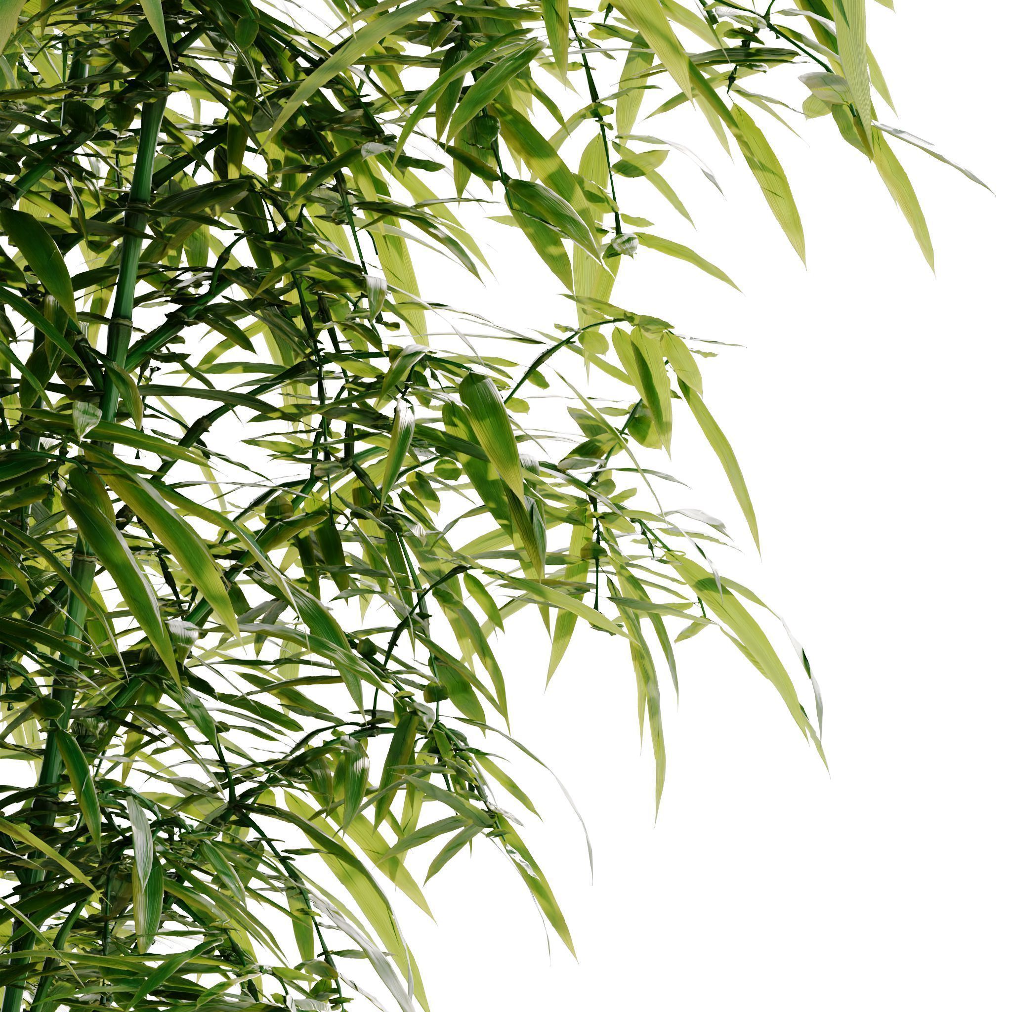 Bamboo Bush - 4K PBR Materials  Low-poly 3D model_7