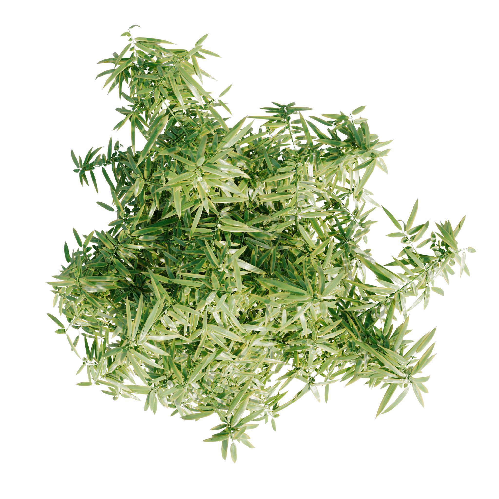 Bamboo Bush - 4K PBR Materials  Low-poly 3D model_6