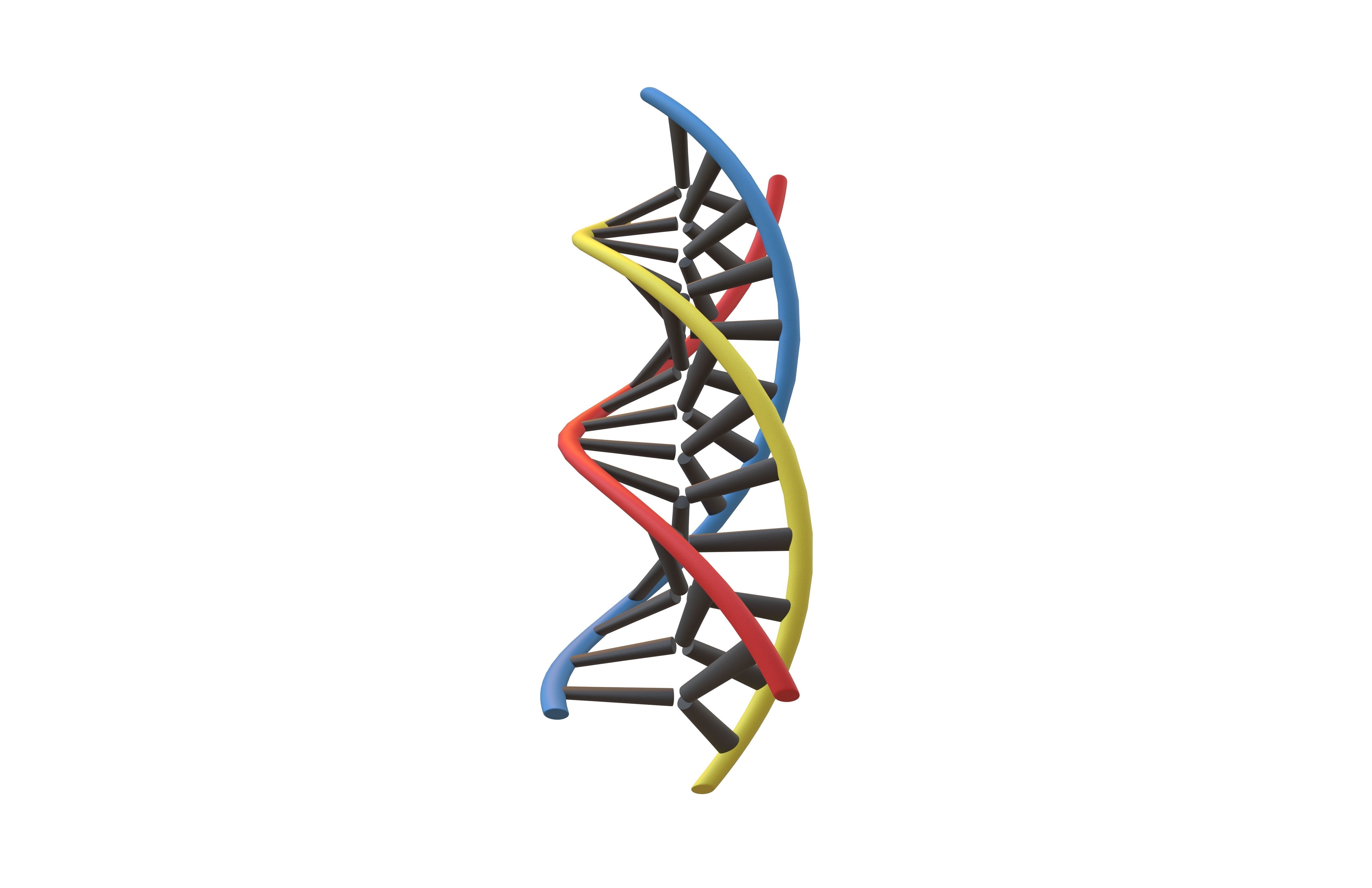 Triple Helix DNA v1 002 3D model_3