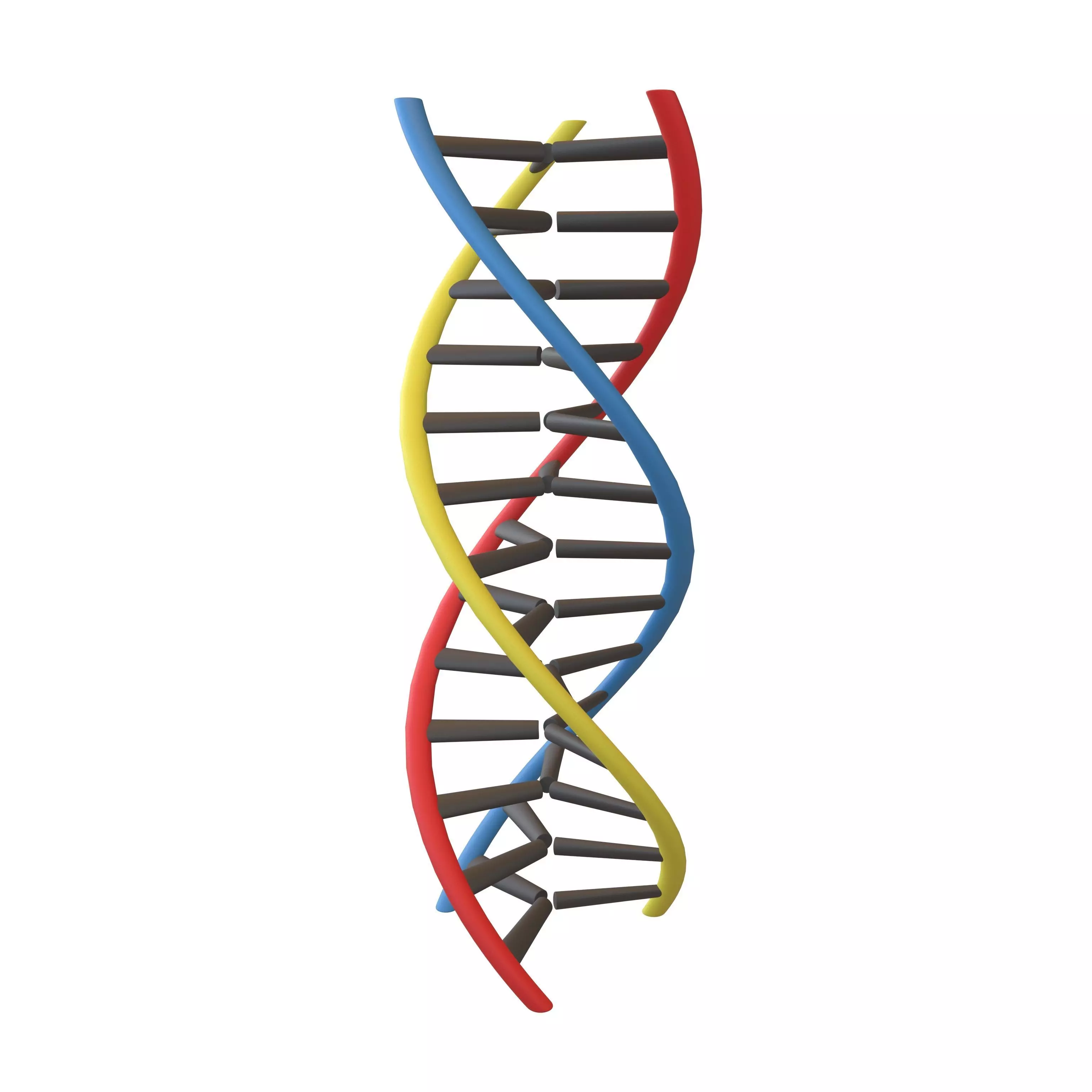 Triple Helix DNA v1 002 3D model_0
