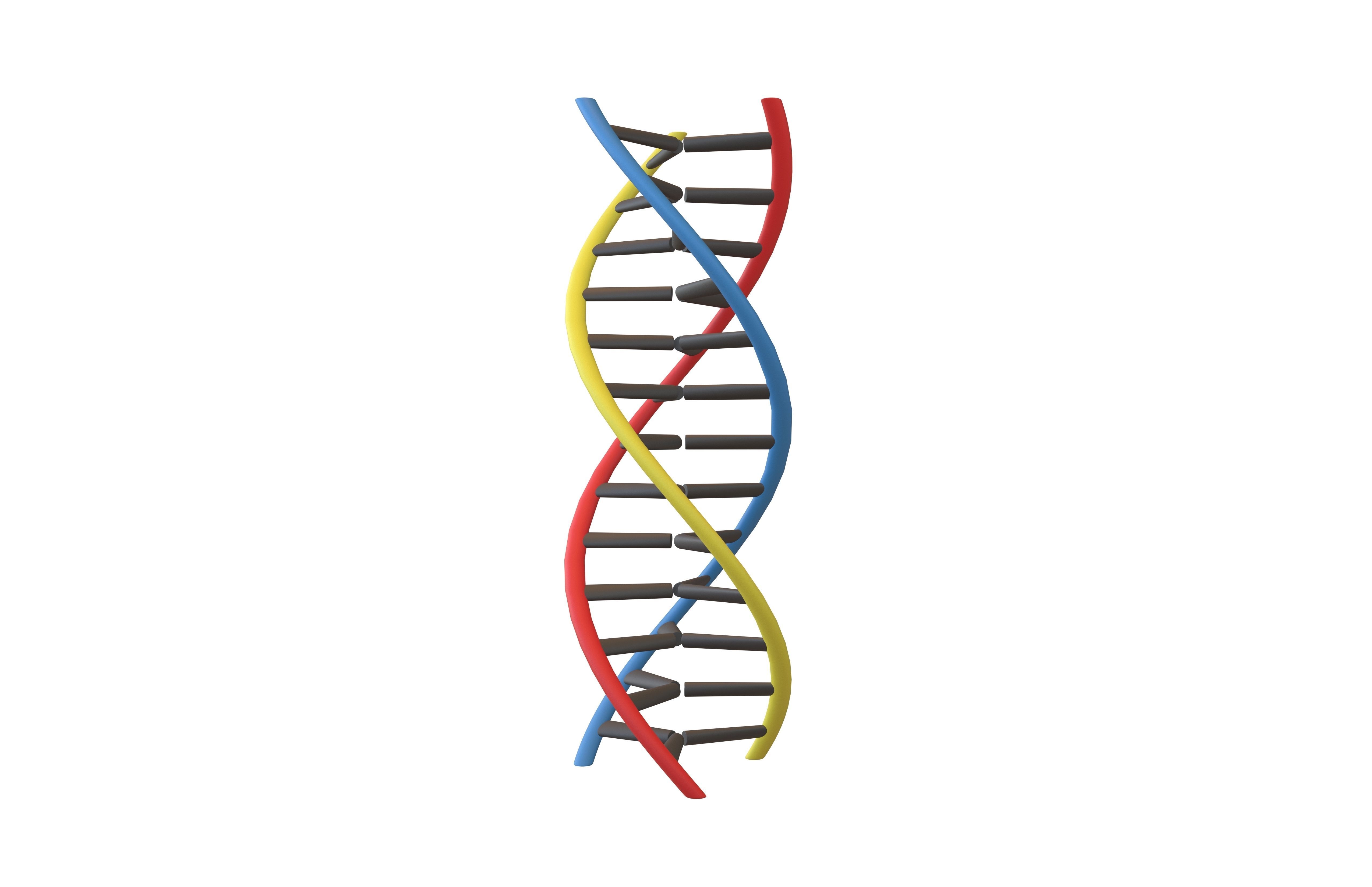 Triple Helix DNA v1 002 3D model_1