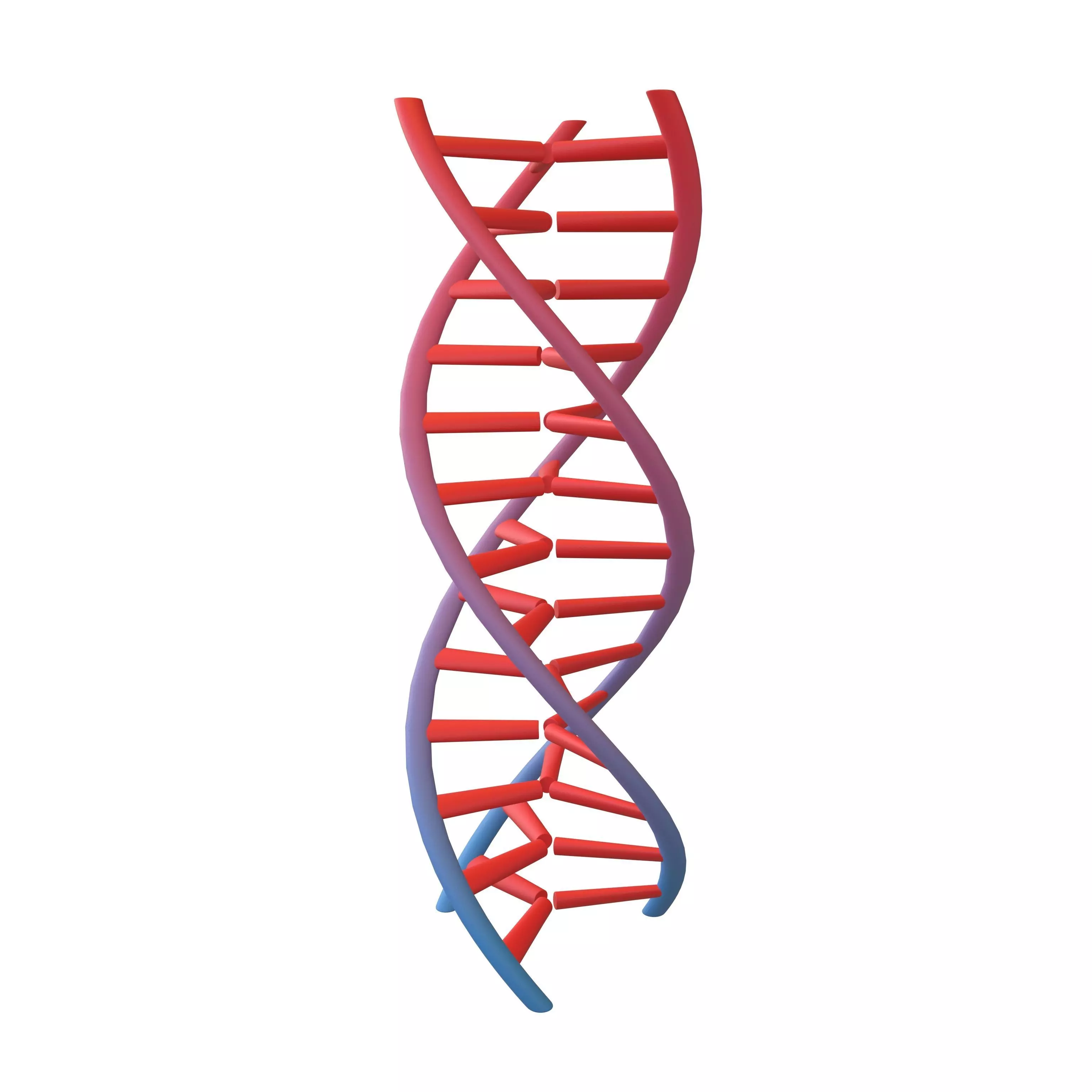 Triple Helix DNA v1 004 3D model_0