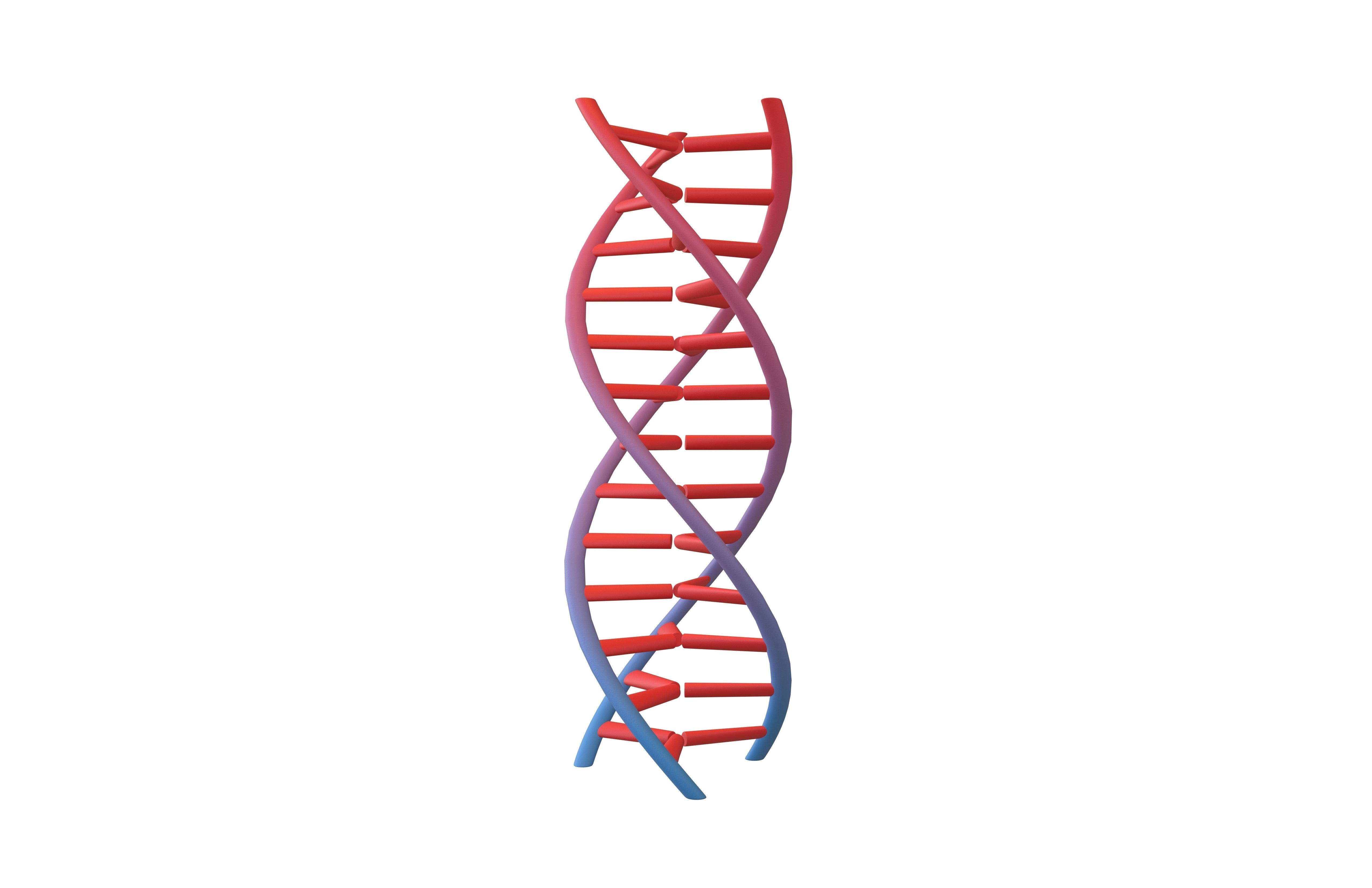 Triple Helix DNA v1 004 3D model_1