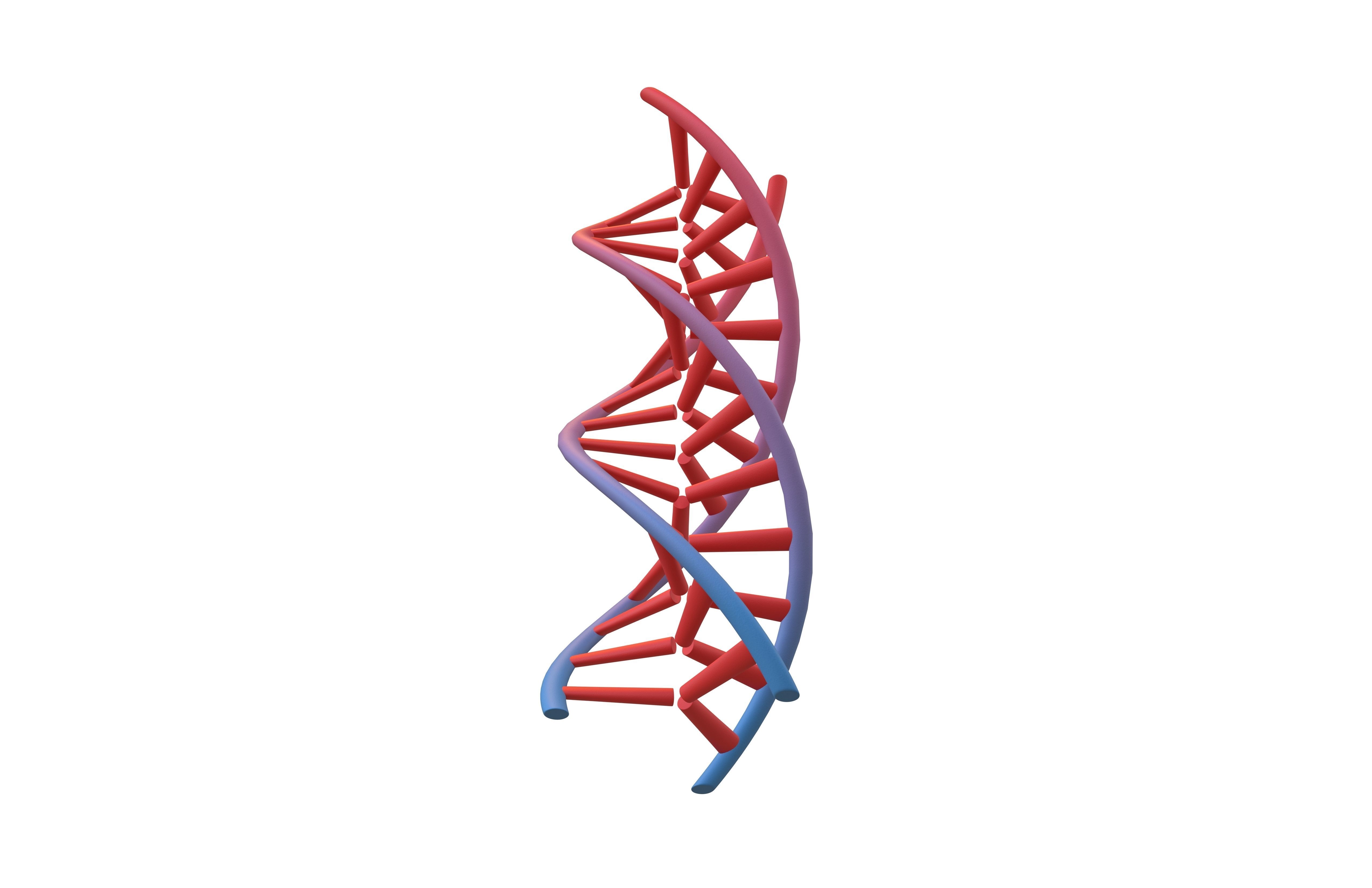 Triple Helix DNA v1 004 3D model_3
