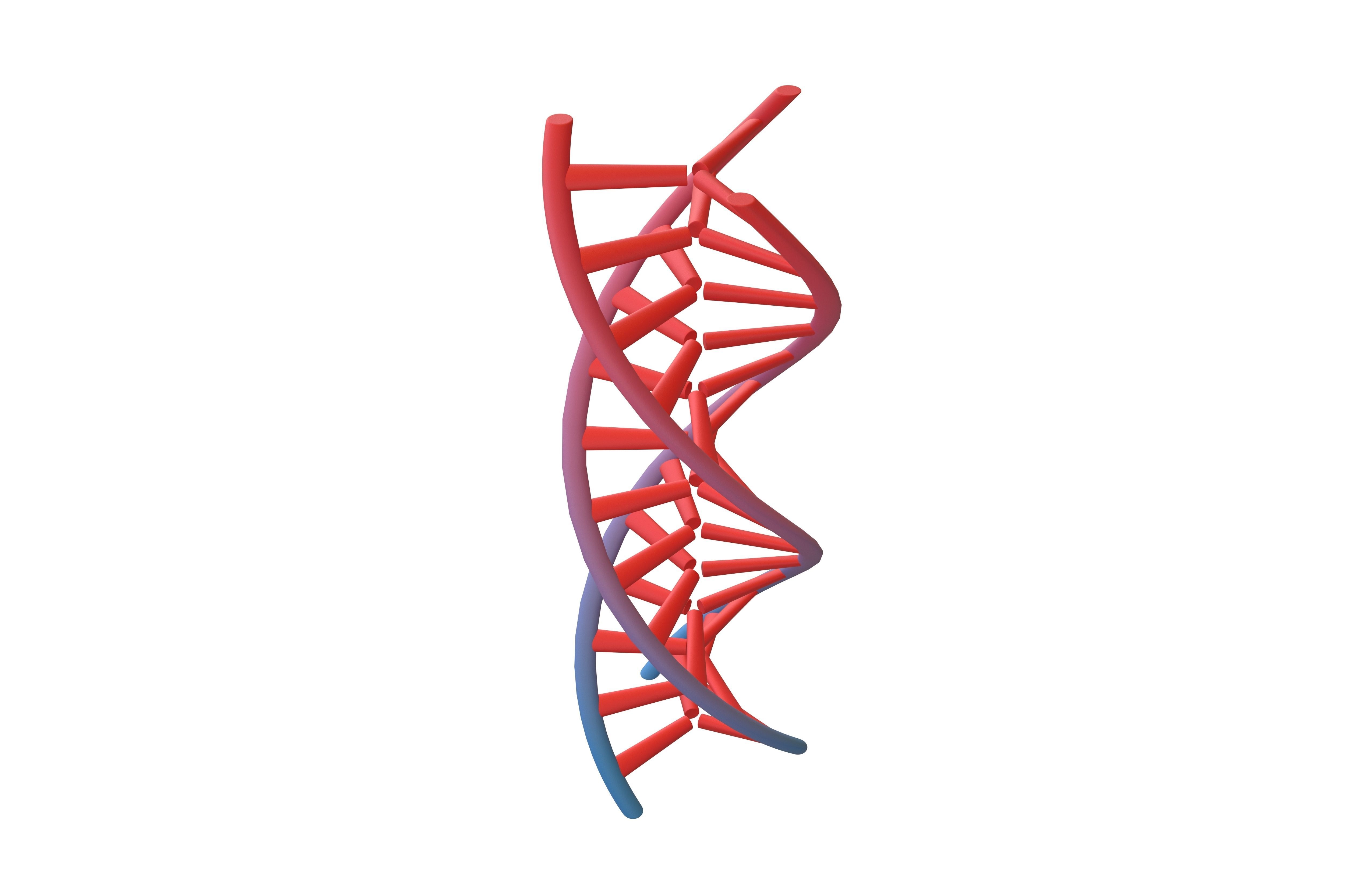 Triple Helix DNA v1 004 3D model_2