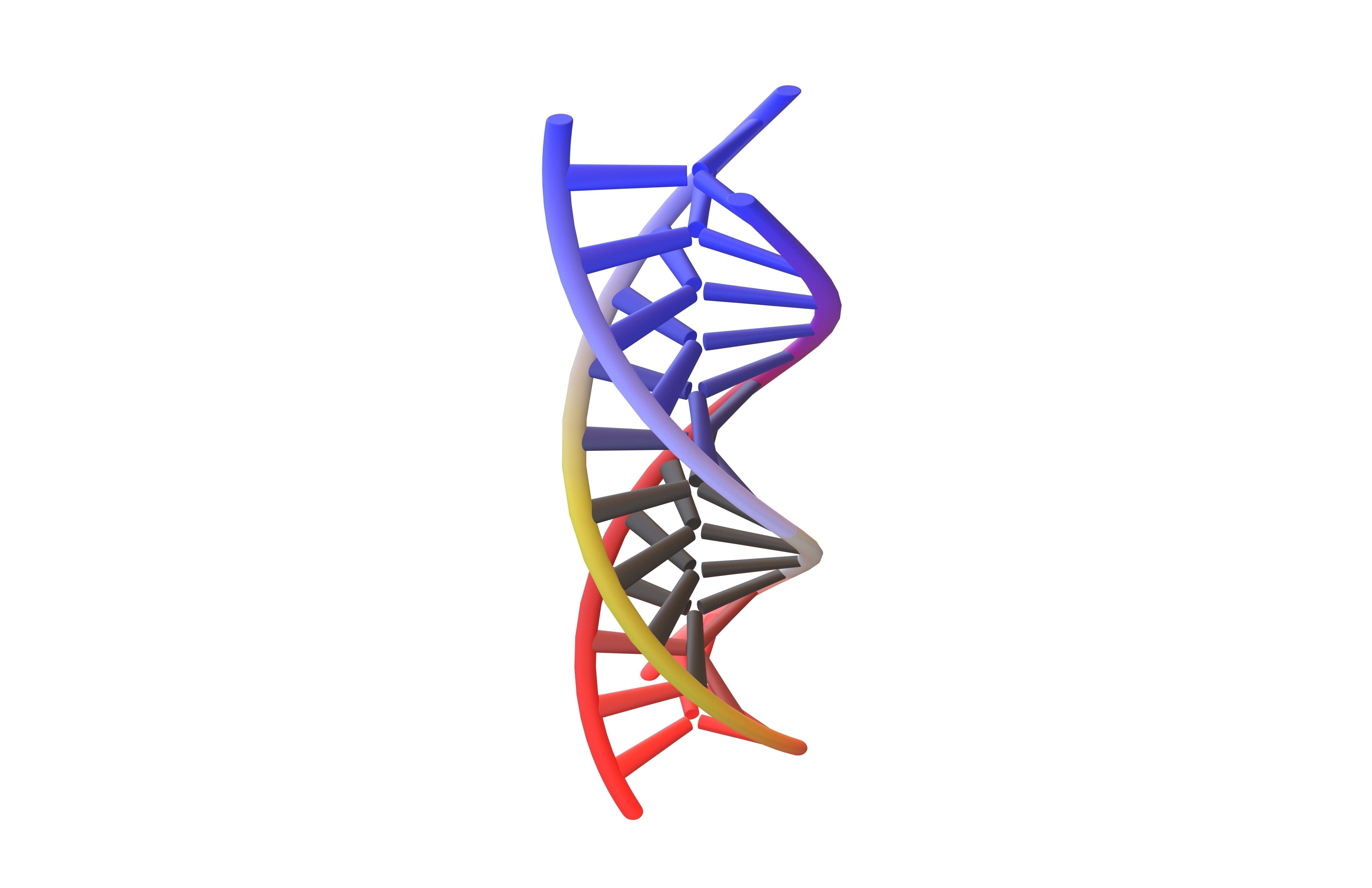 Triple Helix DNA v1 005 3D model_2