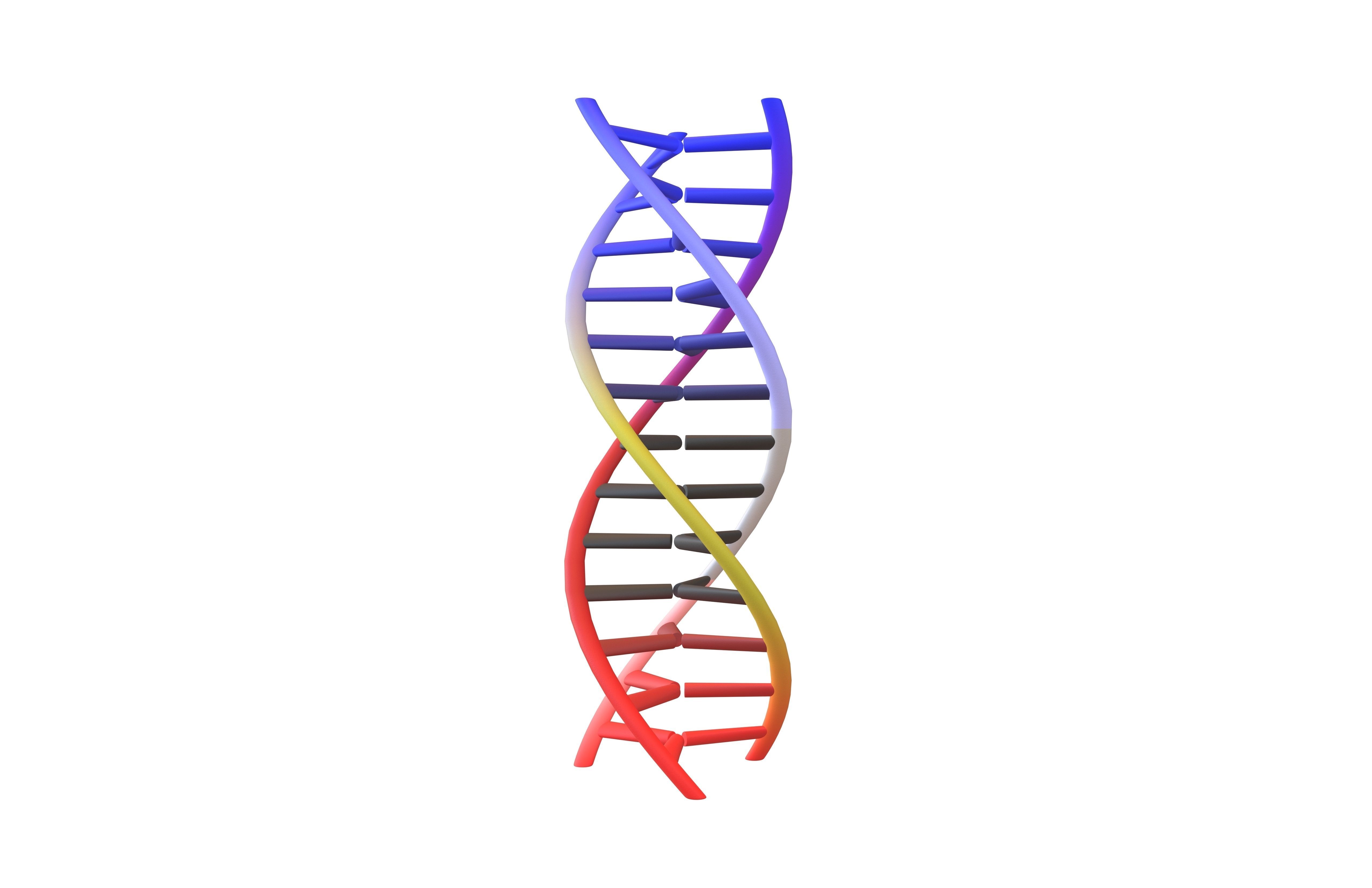 Triple Helix DNA v1 005 3D model_1