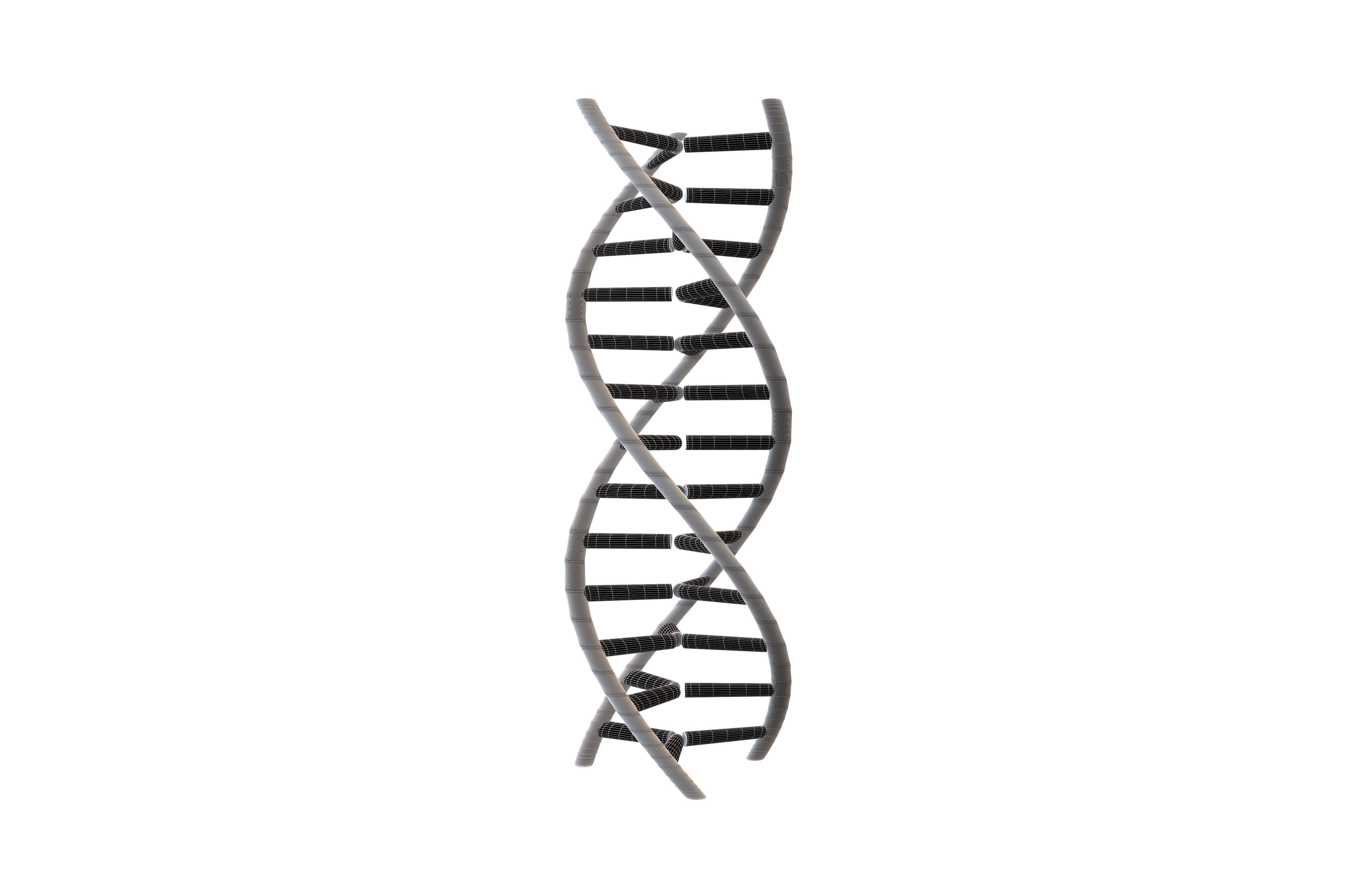 Triple Helix DNA v1 006 3D model CGTrader