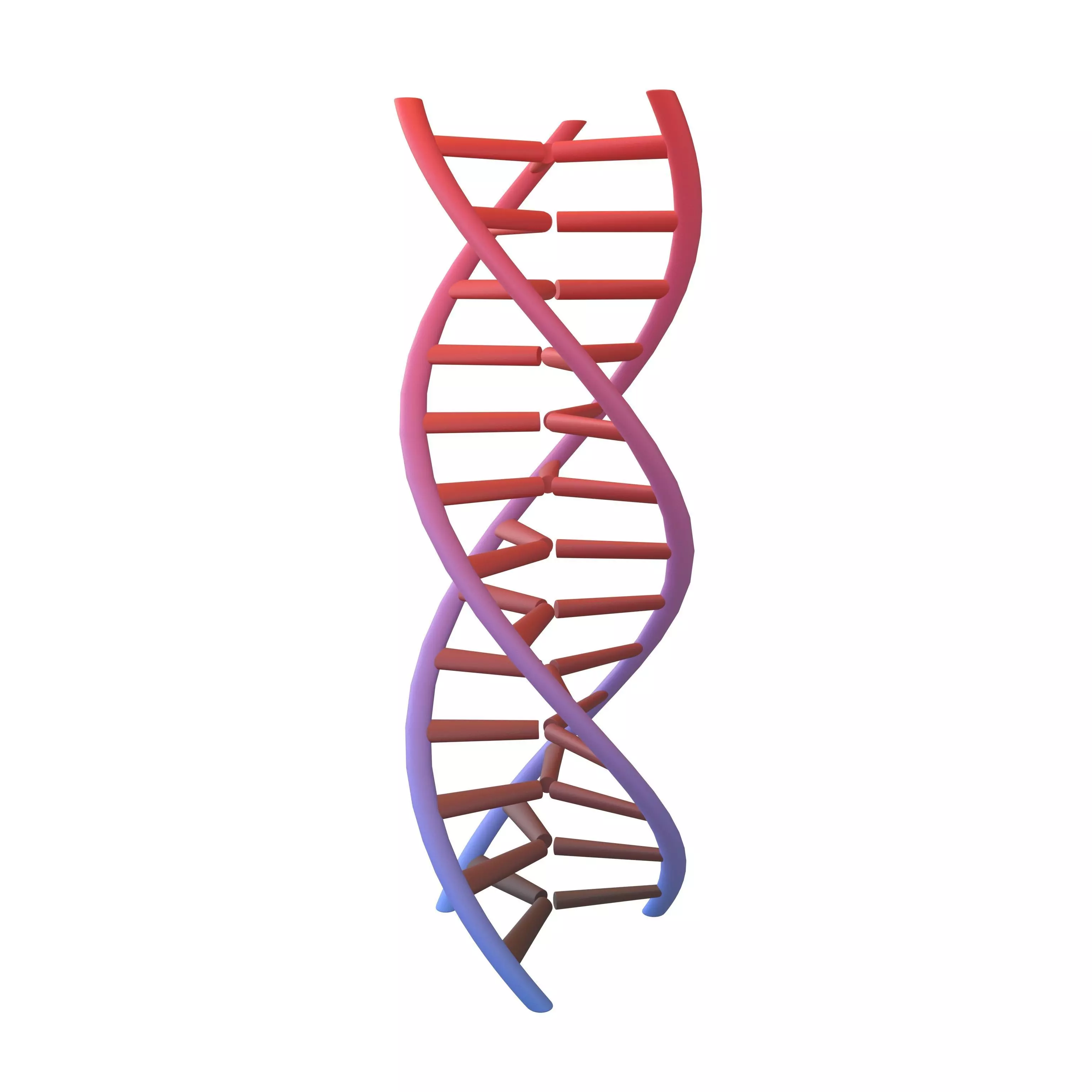 Triple Helix DNA v1 007 3D model_0