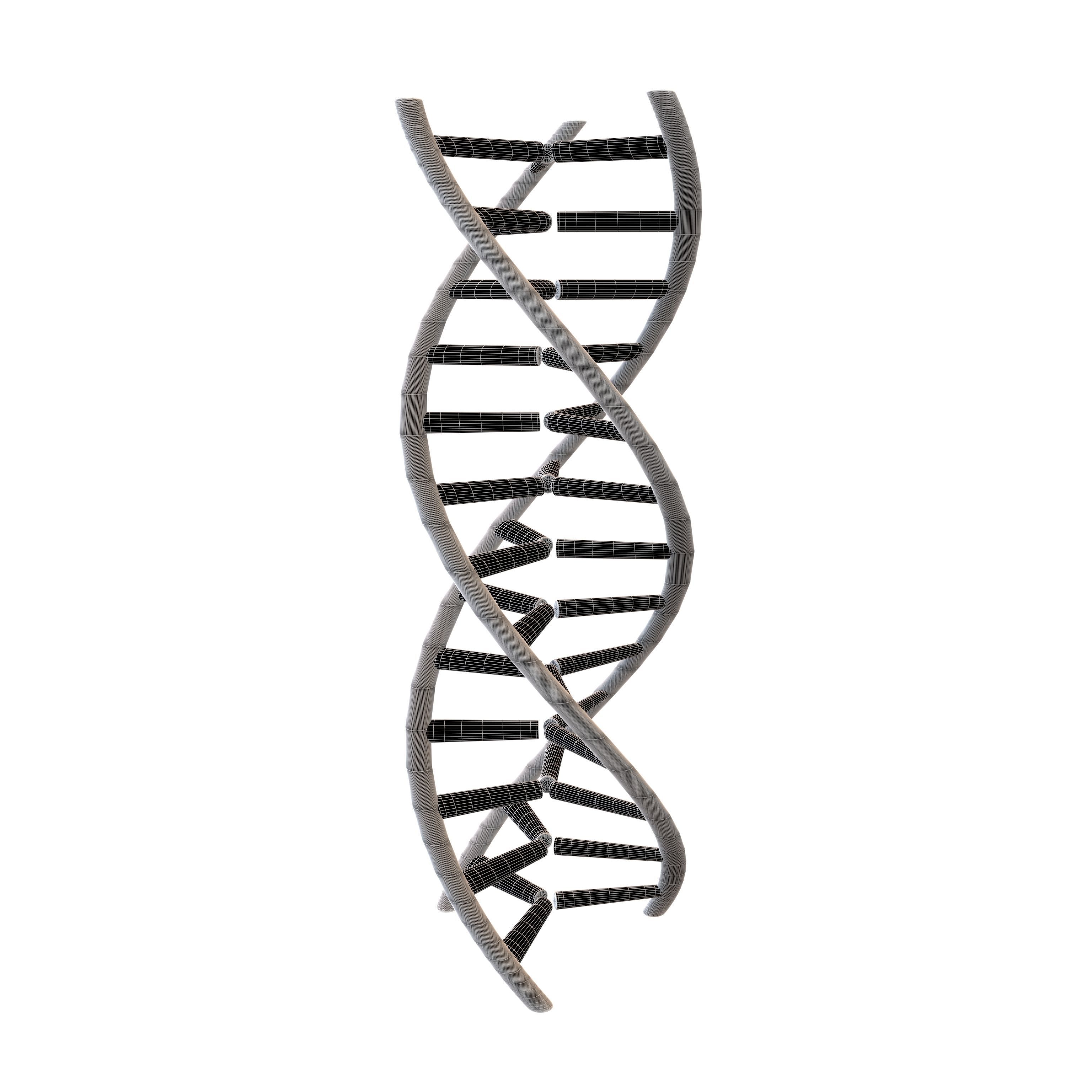 Triple Helix DNA v1 010 3D model_5