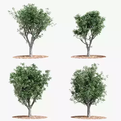4 Cerbera odollam Wine Tree animation