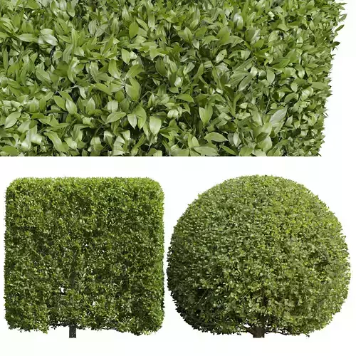 Ligustrum Quihoui Privet and Ficus Concinna Bonsai Pruned 3D model