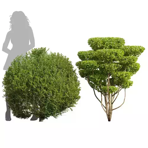 Ligustrum Quihoui and Ficus Concinna Bonsai Pruned