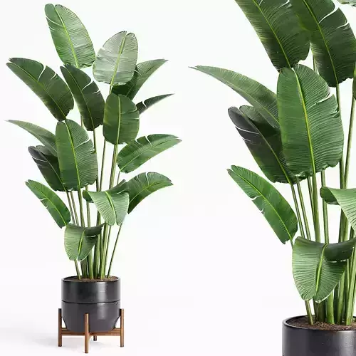 Indoor Plants 23-Bird of paradise