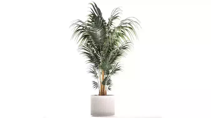 Beautiful Howea palm plants in flower pots 1349