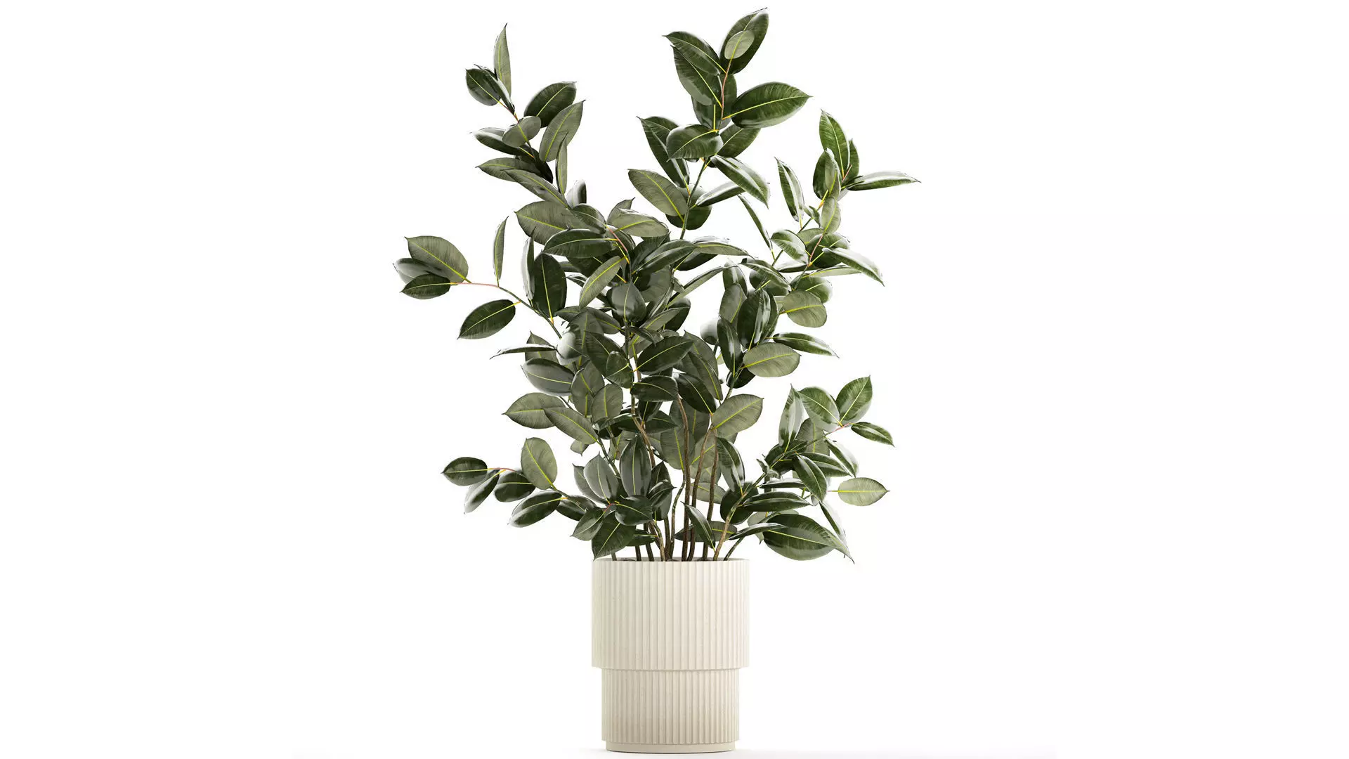 Beautiful Ficus elastica plants in flower pots 1350 3D model