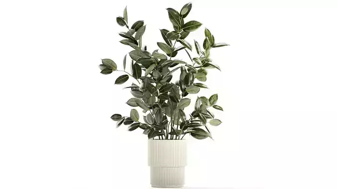 Beautiful Ficus elastica plants in flower pots 1350 3D model
