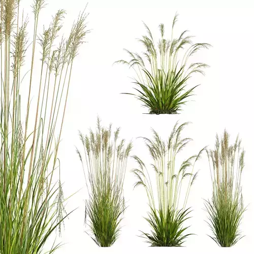 Molinia Caerulea Heidebraut Kleines Pfeifengras 3D model