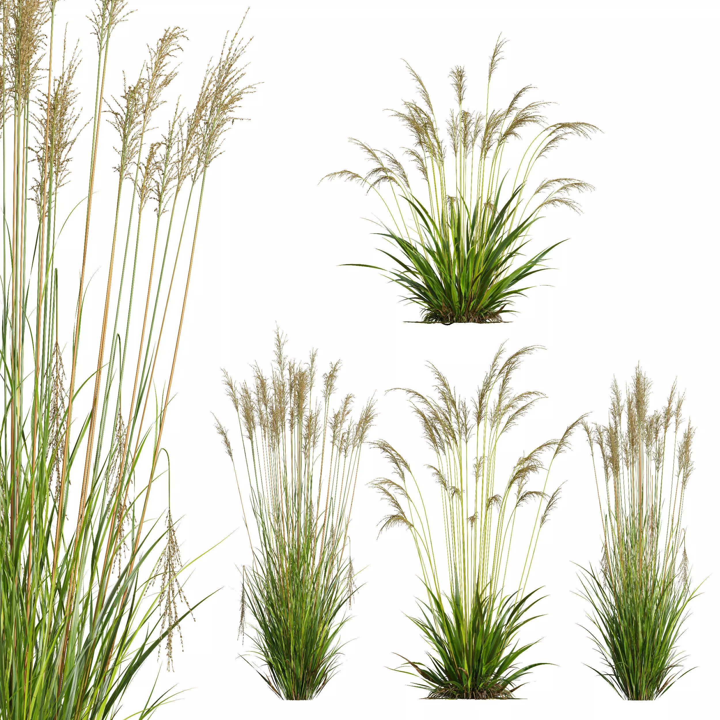 Molinia Caerulea Heidebraut Kleines Pfeifengras 3D model_0