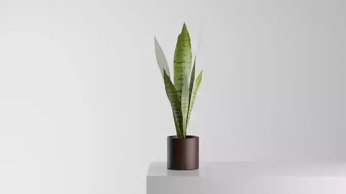 Snake plant low poly