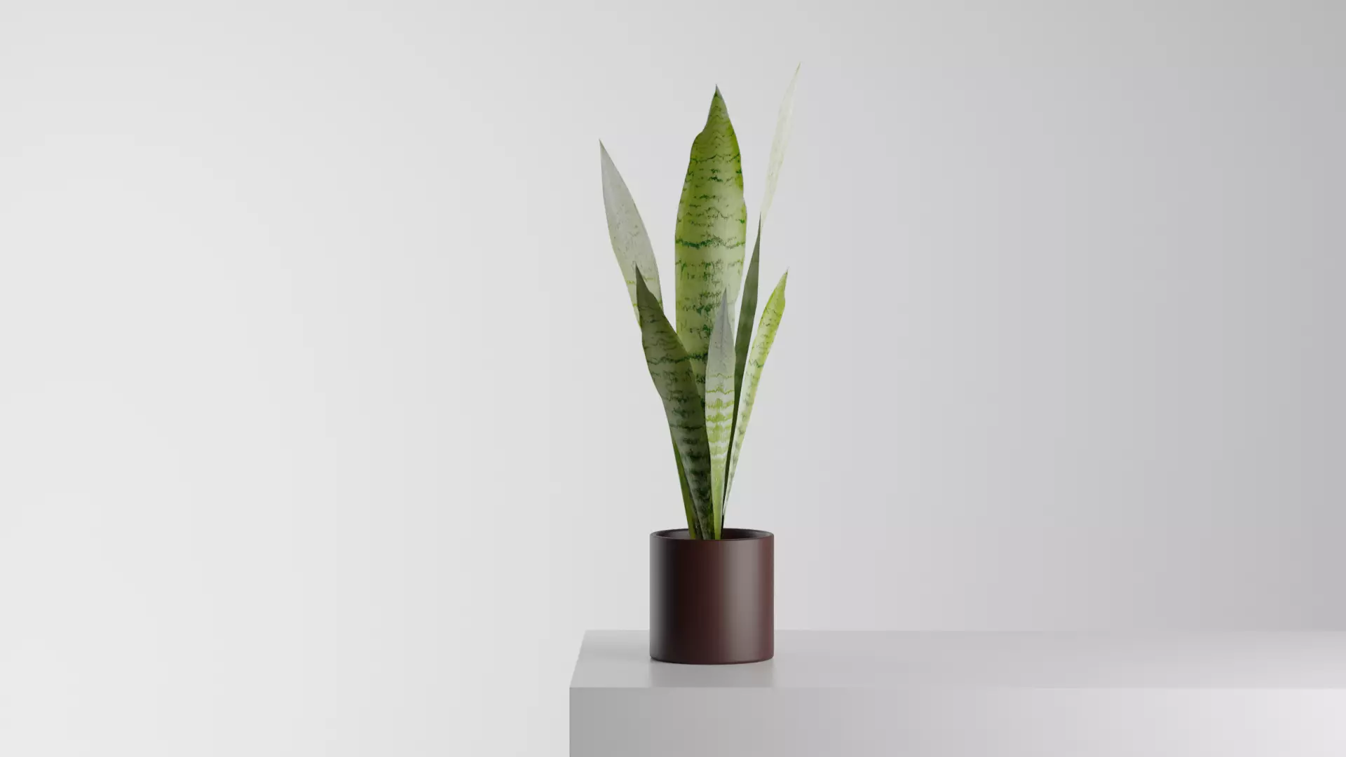 Snake plant low poly Free 3D model