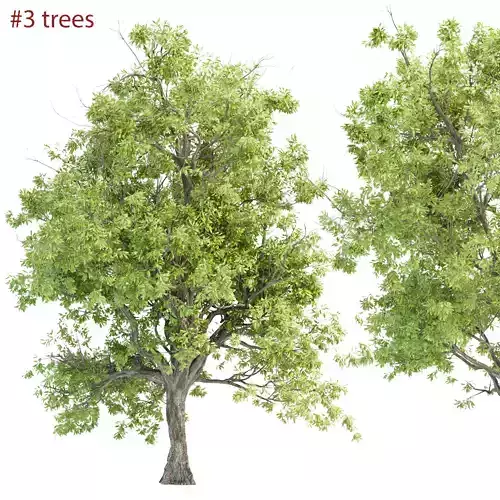 Summer Trees collection vol 226 3D model
