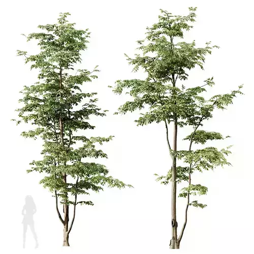 HQ Plants Carpinus Betulus 02 3D model