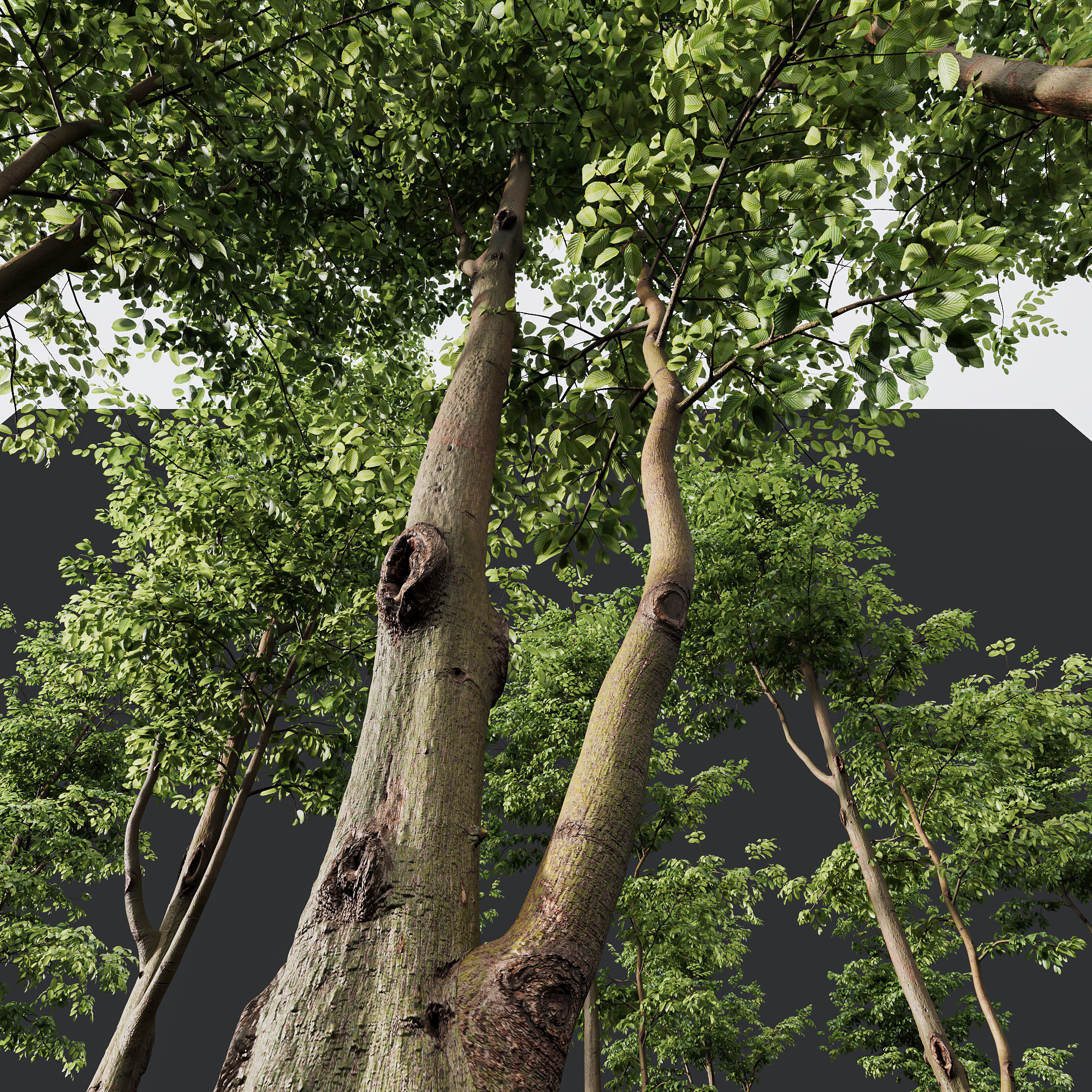 HQ Plants Carpinus Betulus 02 3D model_1