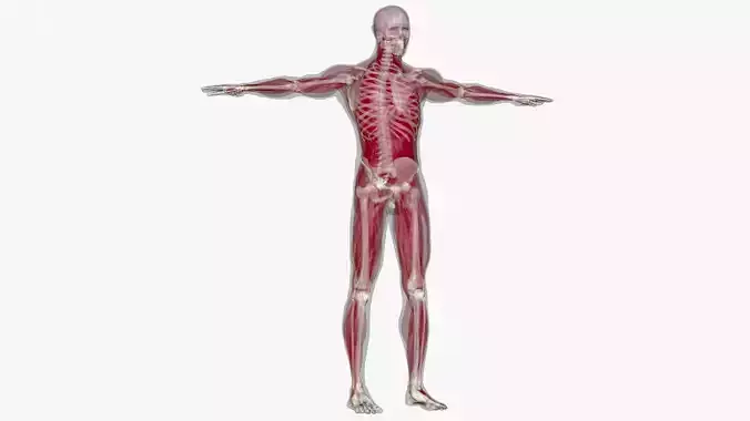 Man Body For Medical Anatomy  Low-poly 3D model