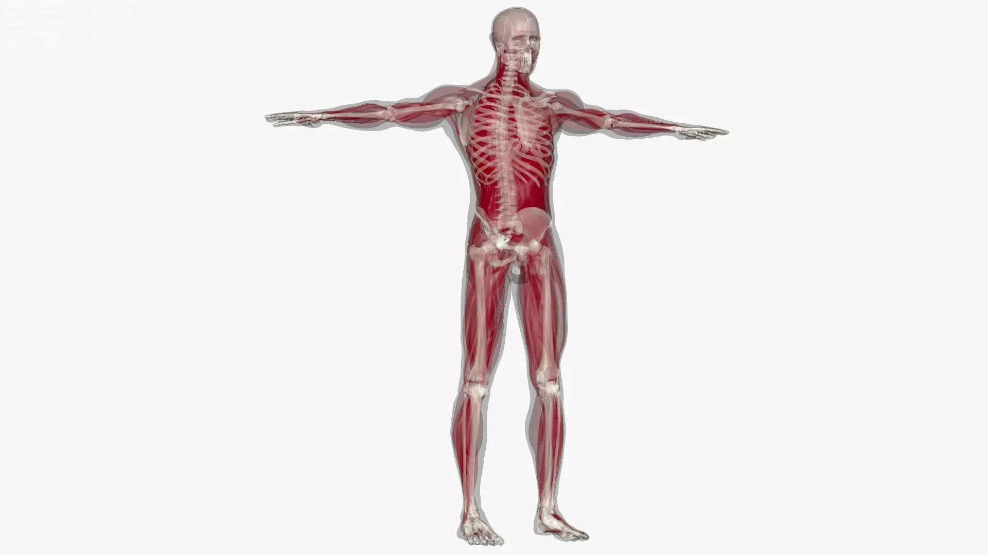 Man Body For Medical Anatomy Low-poly 3D model
