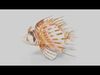 Broadbarred Farefish 3D Model 3D model_1