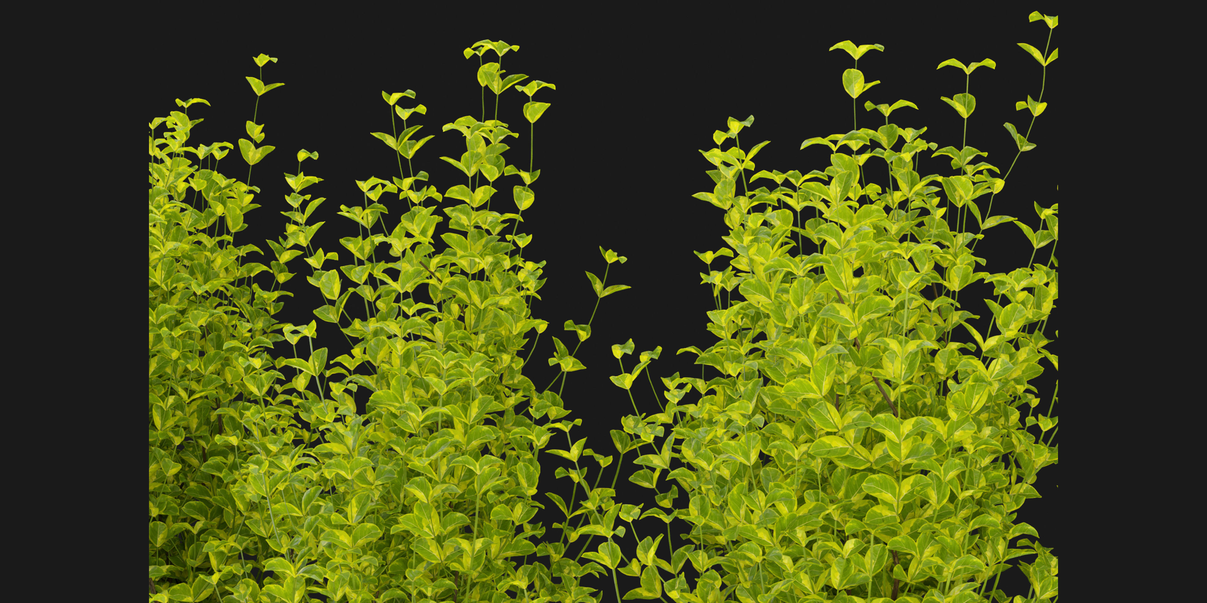 Collection plant vol 369 - blender model  3D model_3