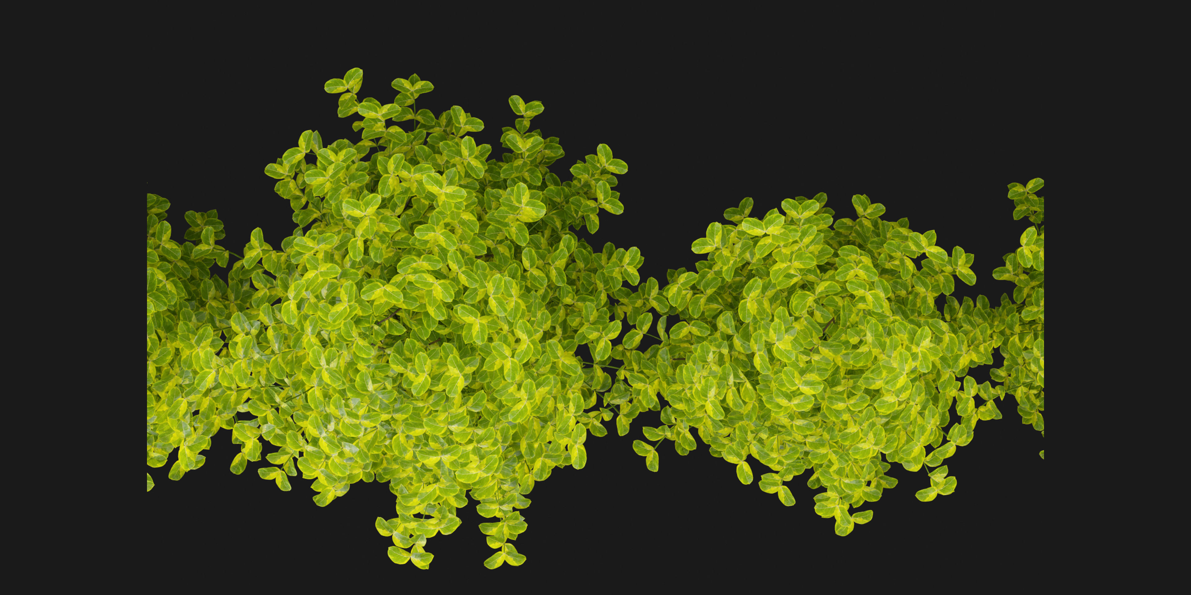 Collection plant vol 369 - blender model  3D model_5