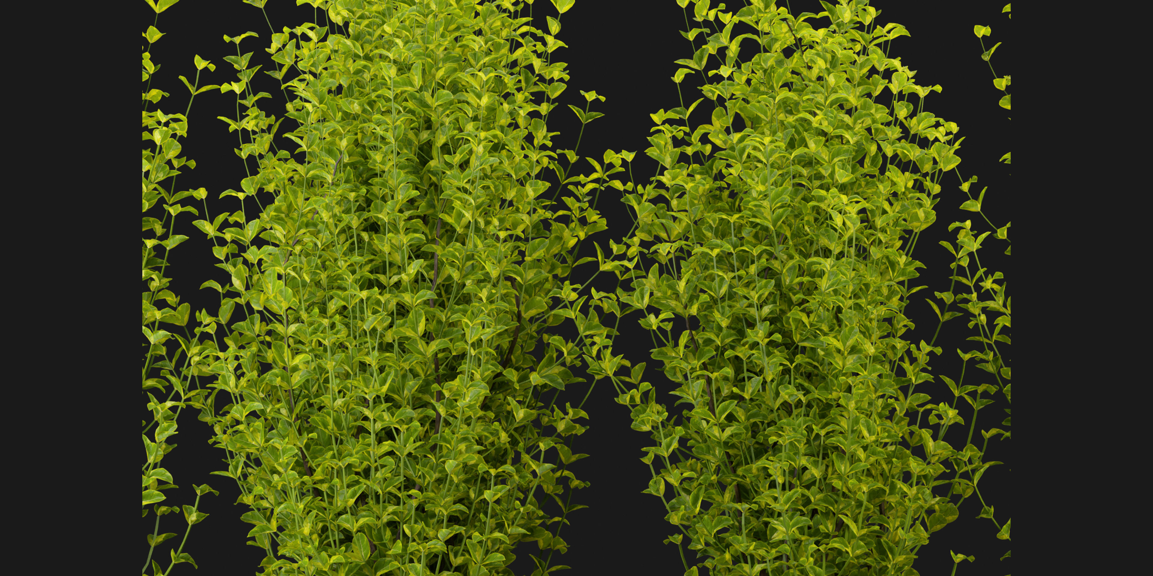Collection plant vol 369 - blender model  3D model_2
