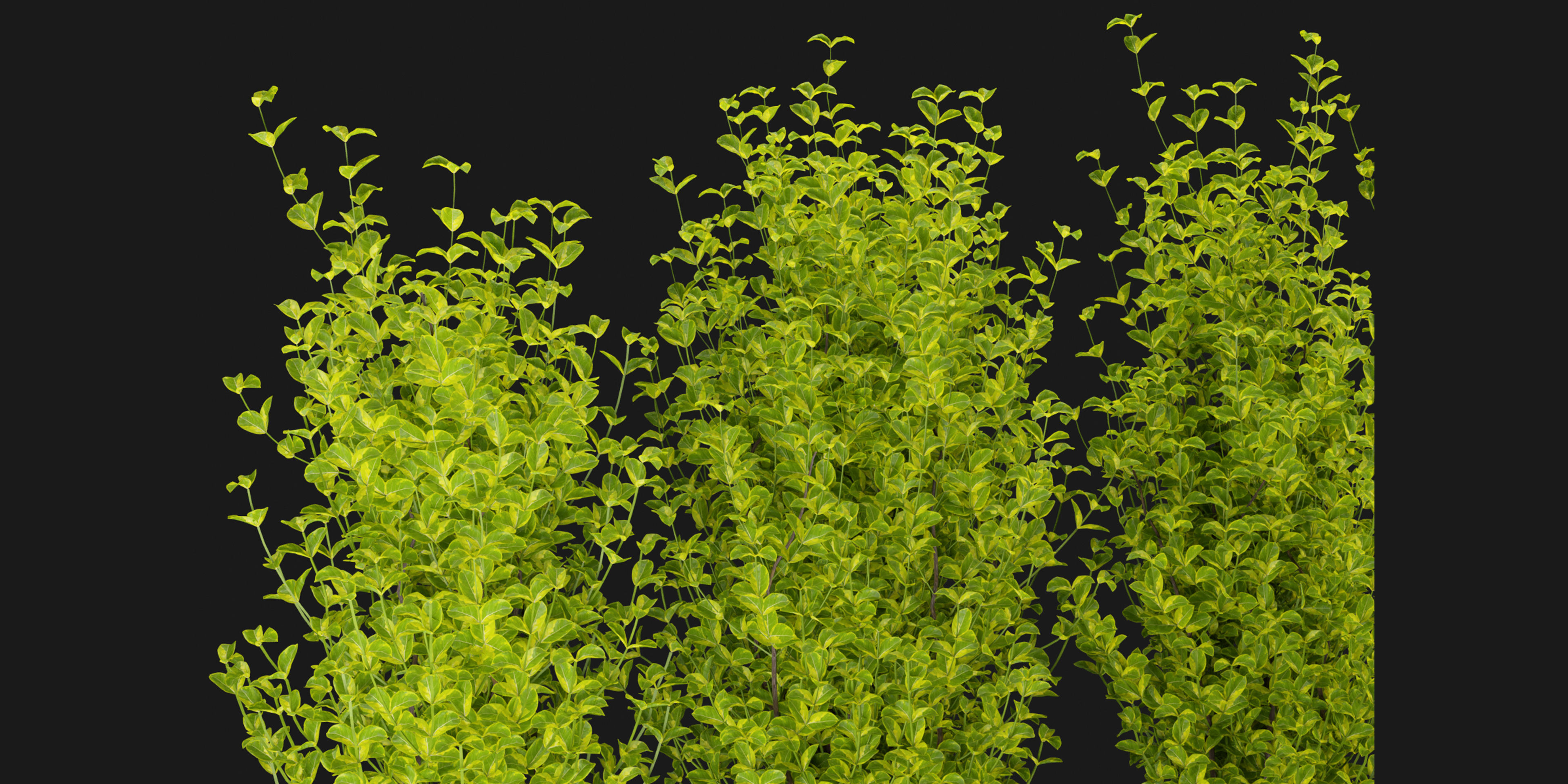 Collection plant vol 369 - blender model  3D model_4
