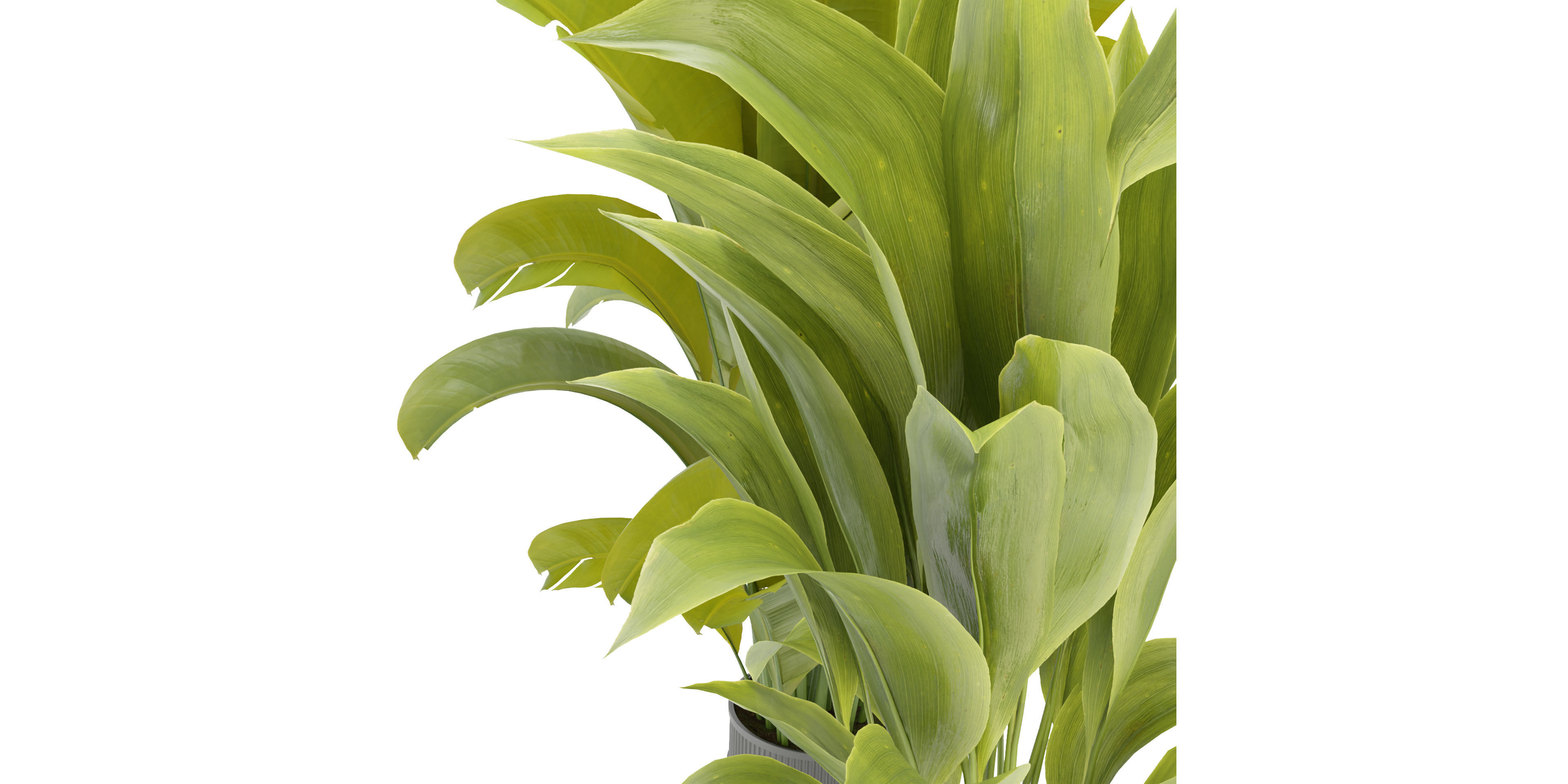 Collection plant vol 373 - blender model  3D model_2