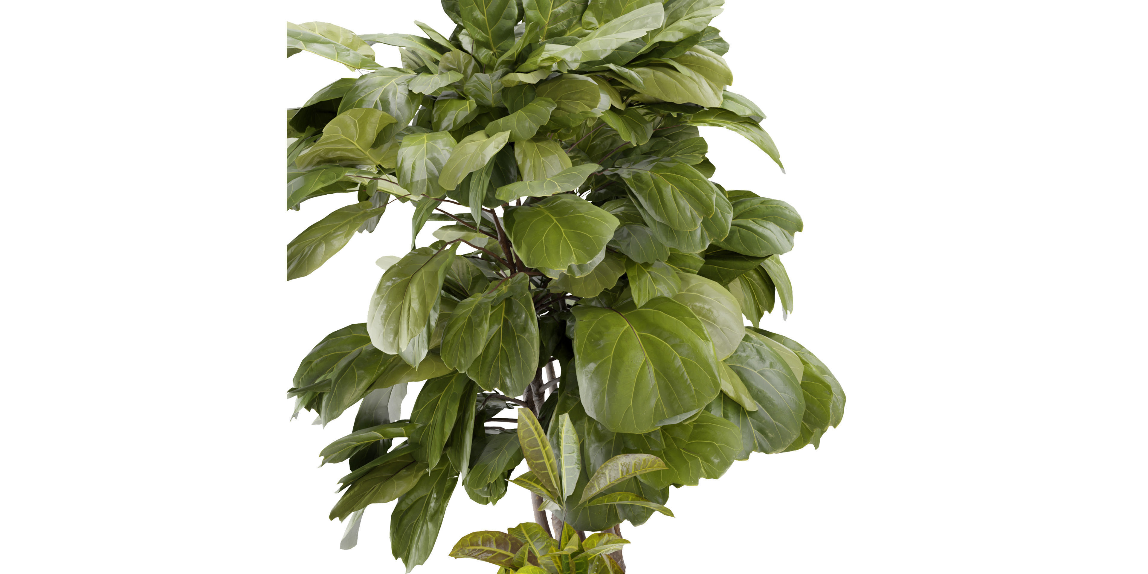 Collection plant vol 373 - blender model  3D model_3