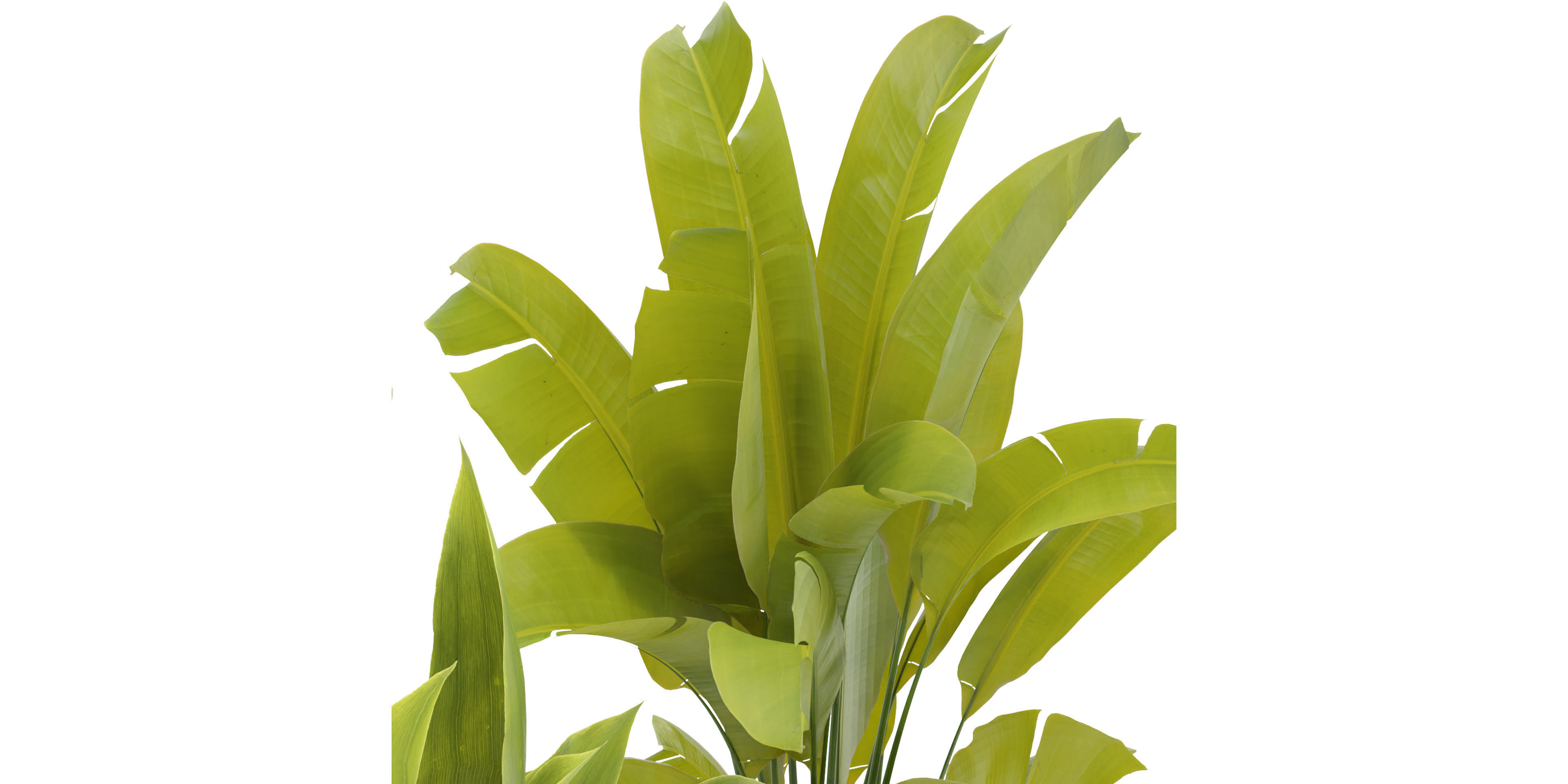 Collection plant vol 373 - blender model  3D model_4