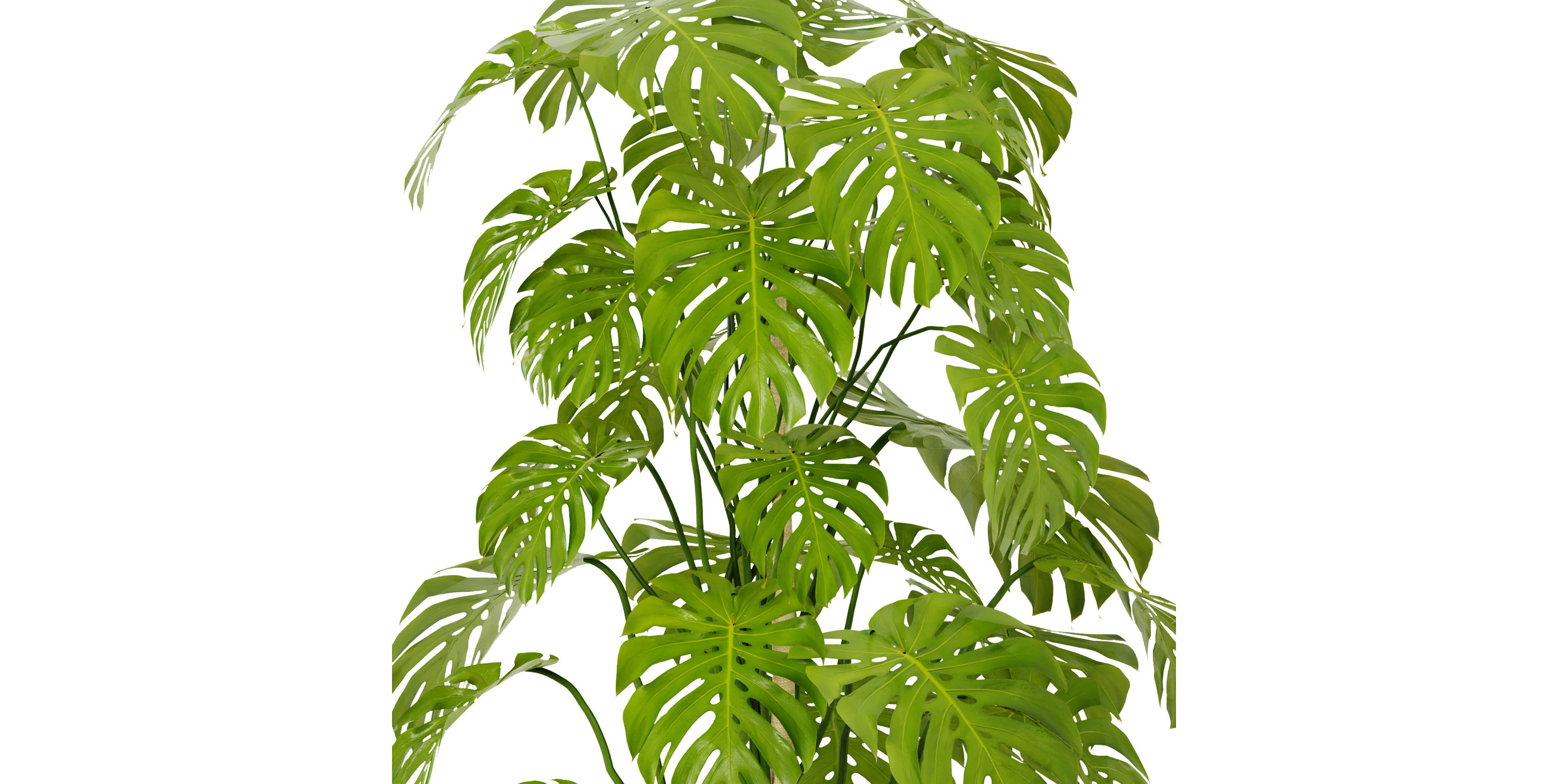 Collection plant vol 384 - blender model  3D model_2