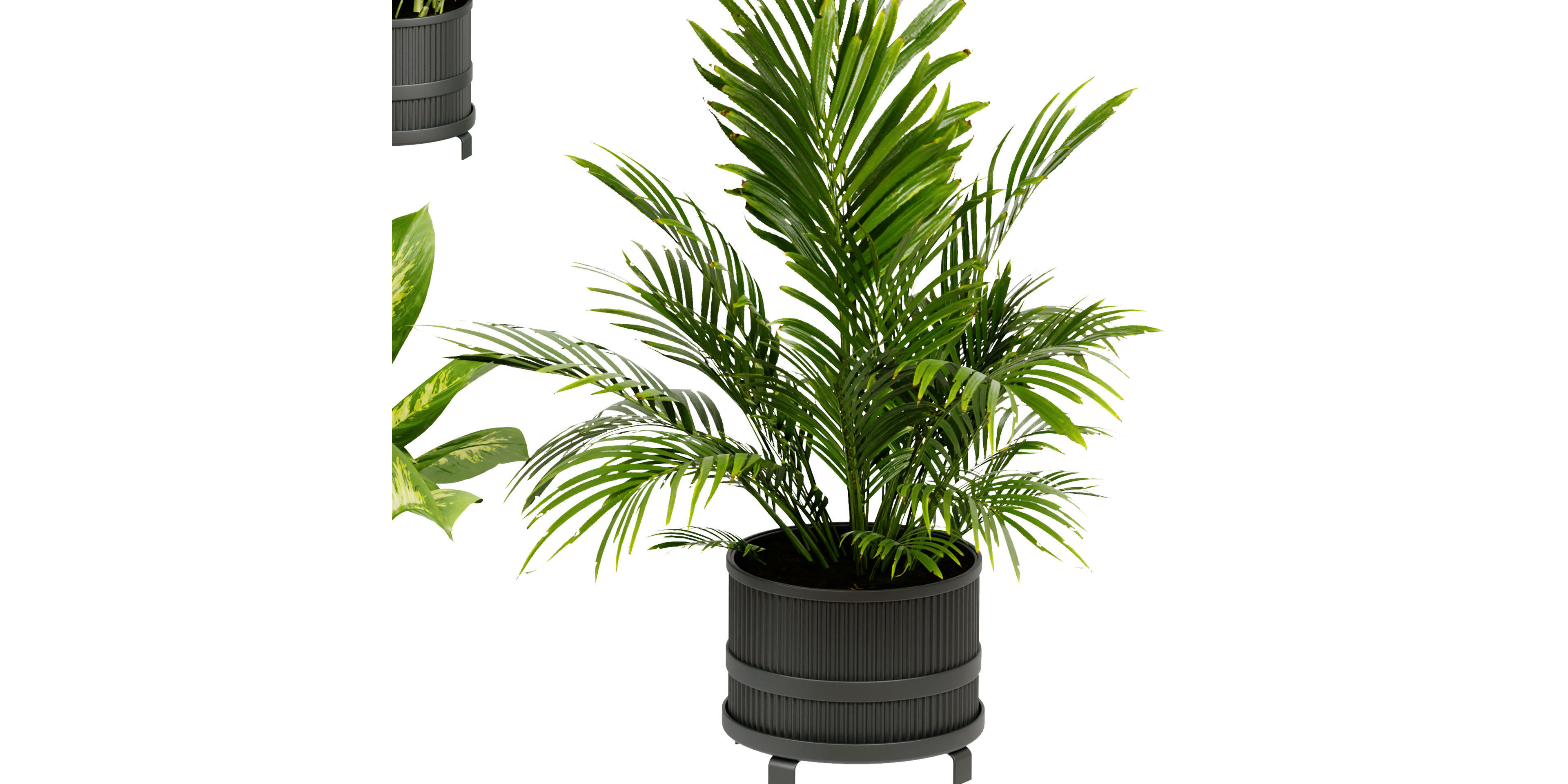 Collection plant vol 384 - blender model  3D model_5