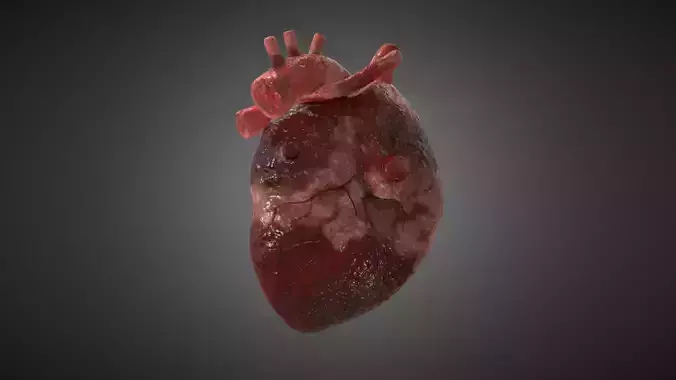 human heart mode
